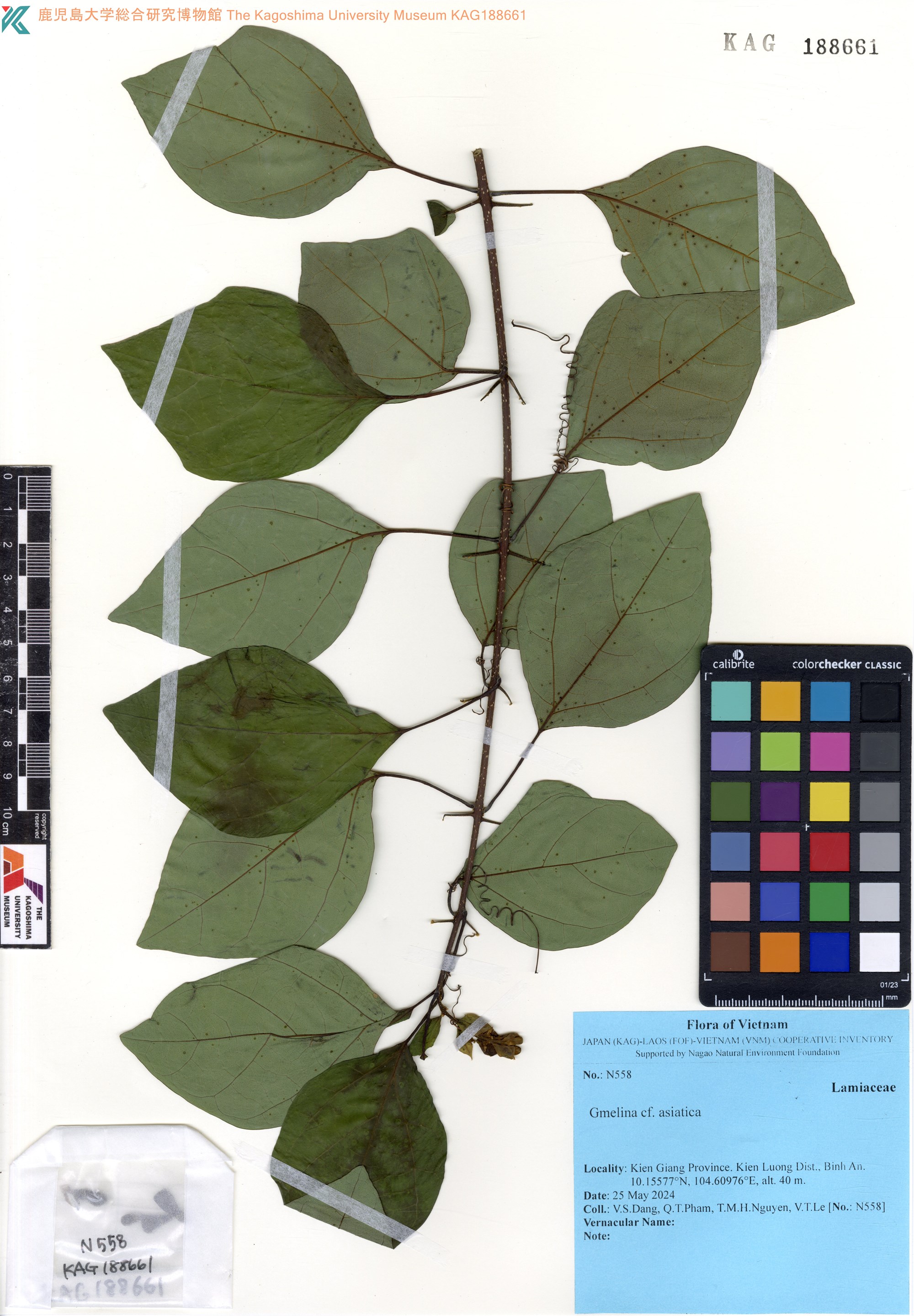 Gmelina asiatica (Gmelina asiatica)