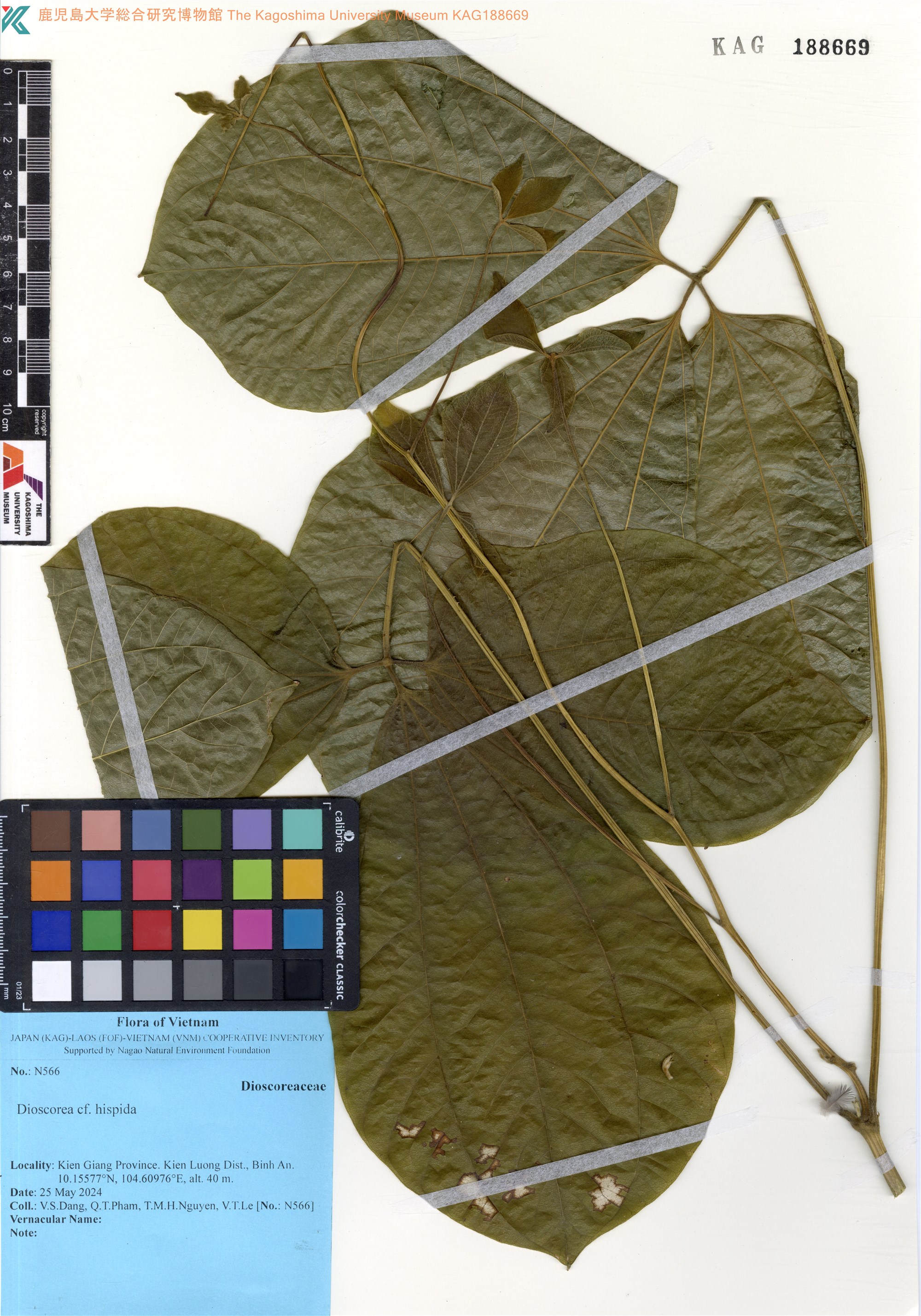 Củ mài trắng (Dioscorea hispida)