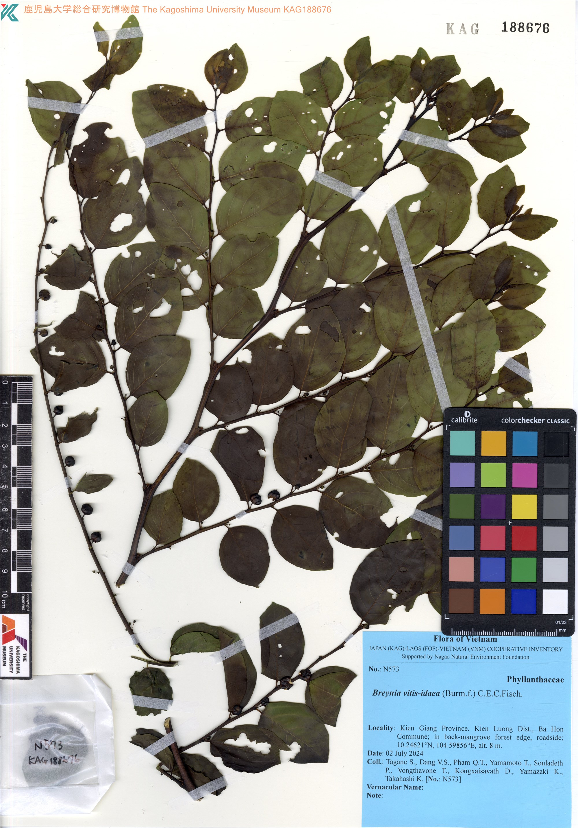 Breynia vitis-idaea — ảnh 3