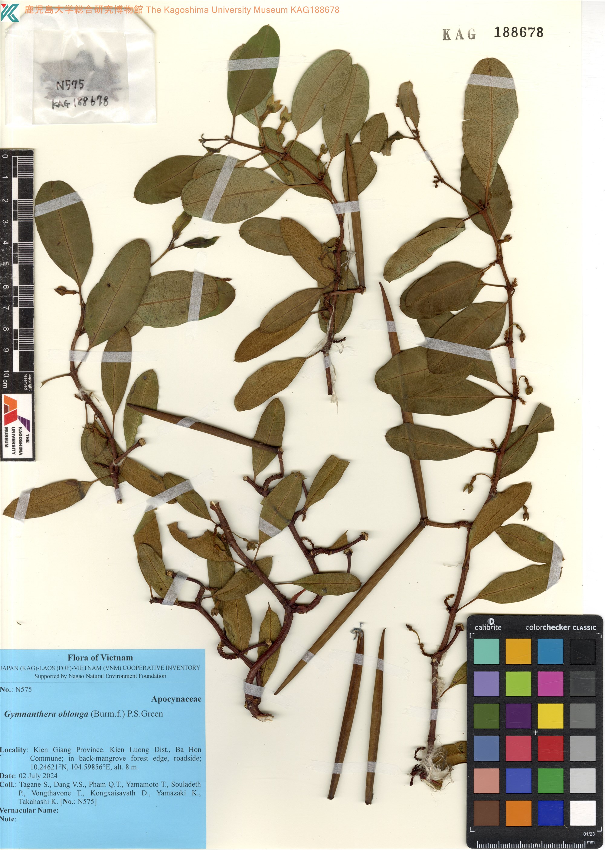 Gymnanthera oblonga (Gymnanthera oblonga)