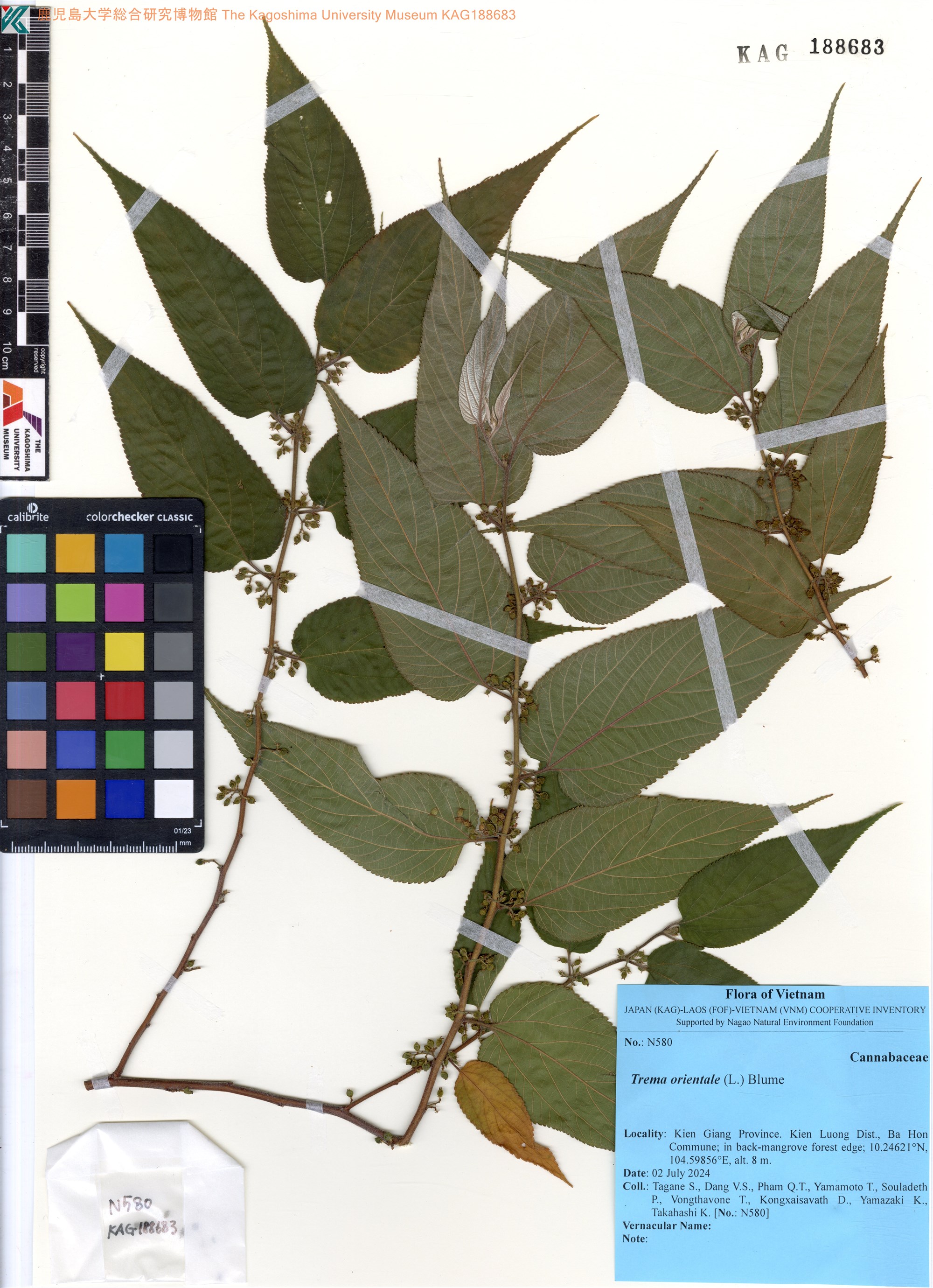 Trema orientale (Trema orientale)