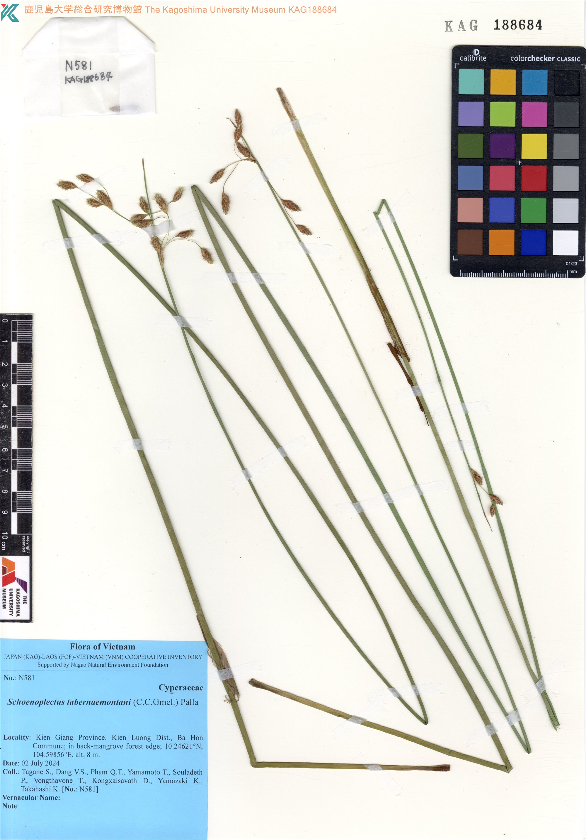 Schoenoplectus tabernaemontani (Schoenoplectus tabernaemontani)