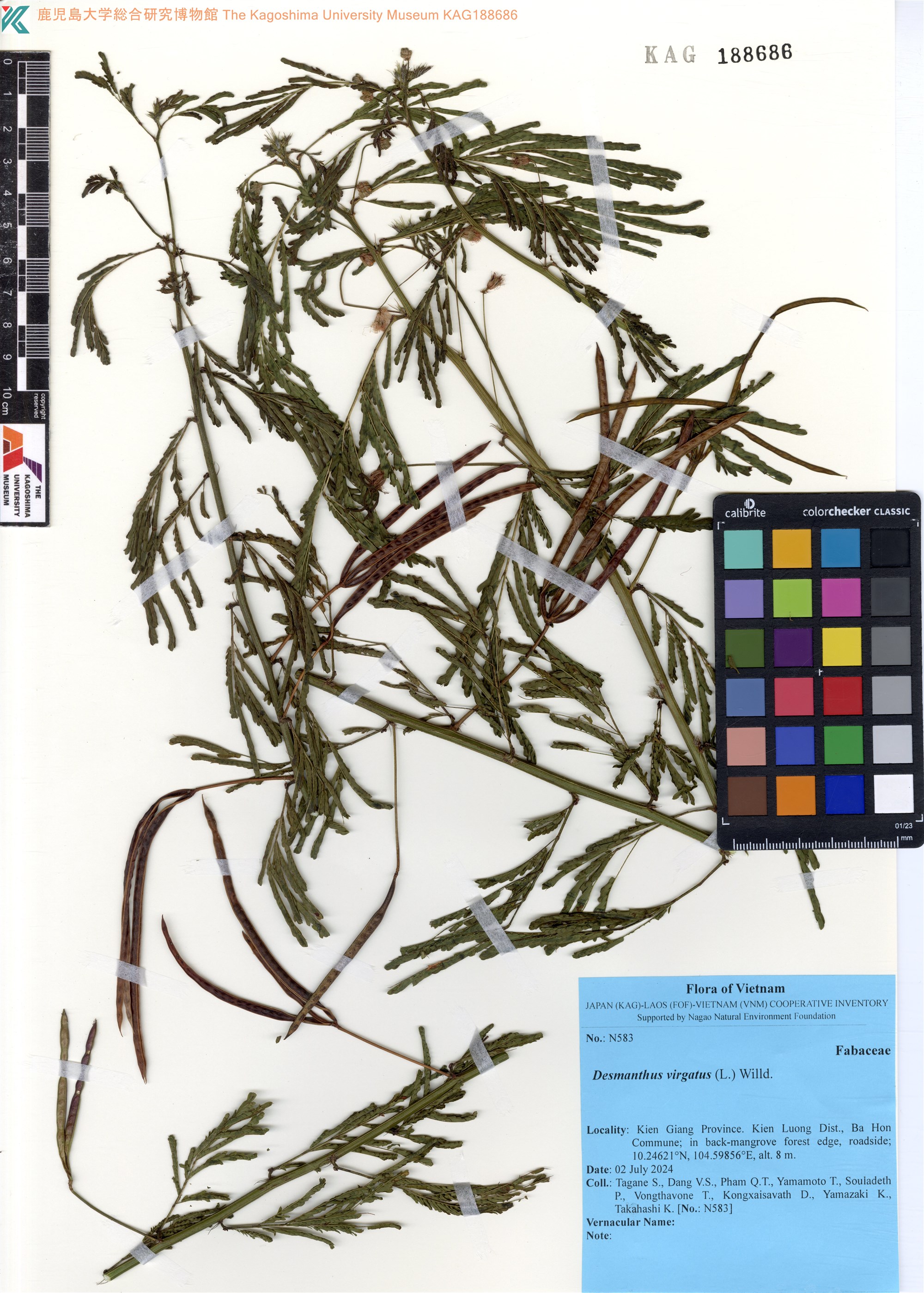 Desmanthus virgatus (Desmanthus virgatus)