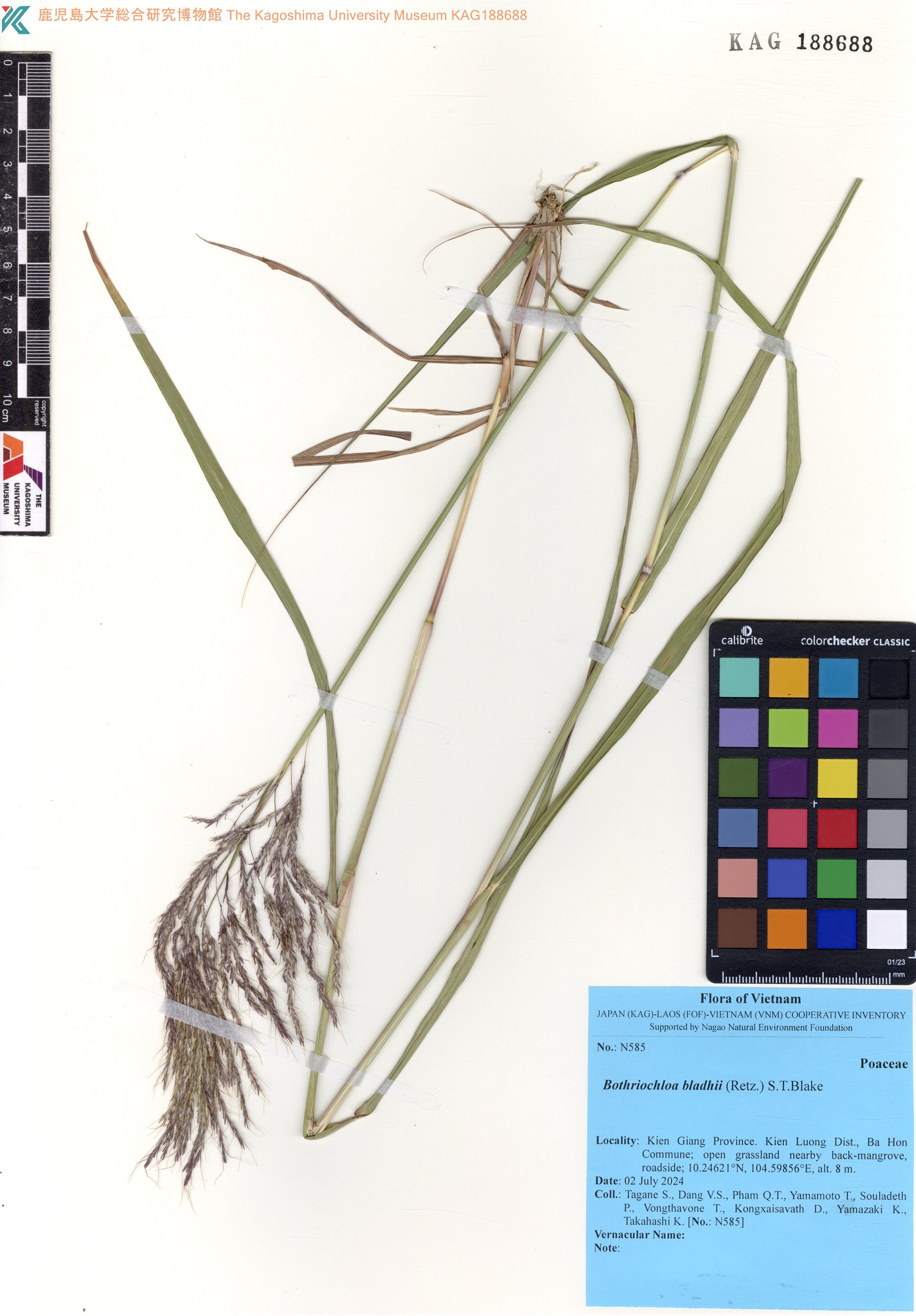 Bothriochloa bladhii (Bothriochloa bladhii)