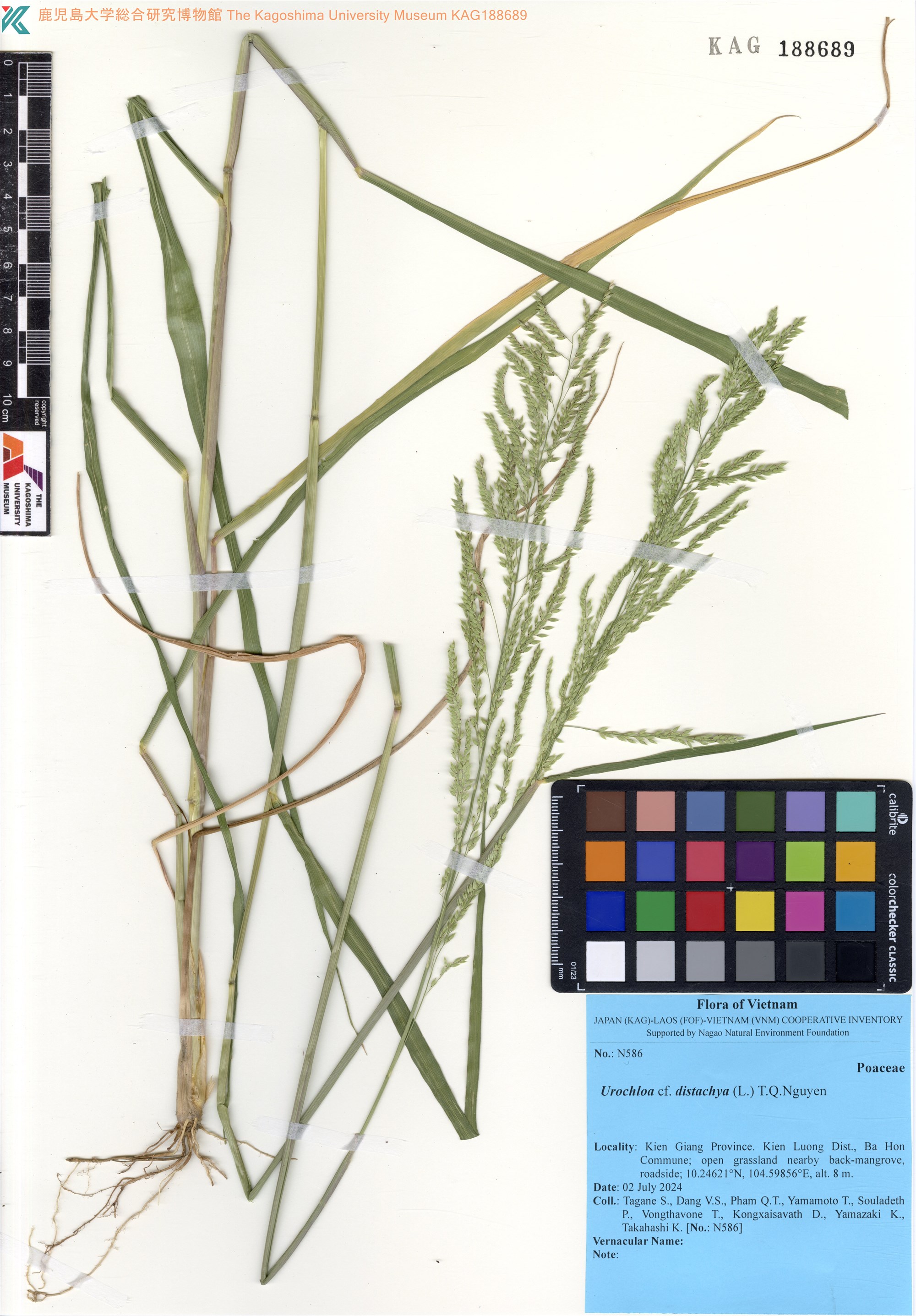 Urochloa distachyos (Urochloa distachyos)