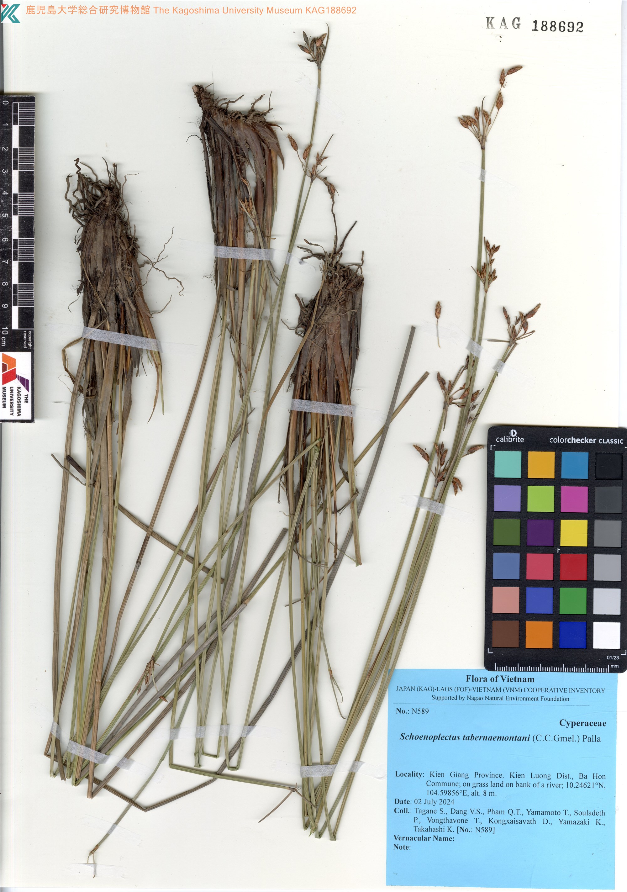 Schoenoplectus tabernaemontani — ảnh 2