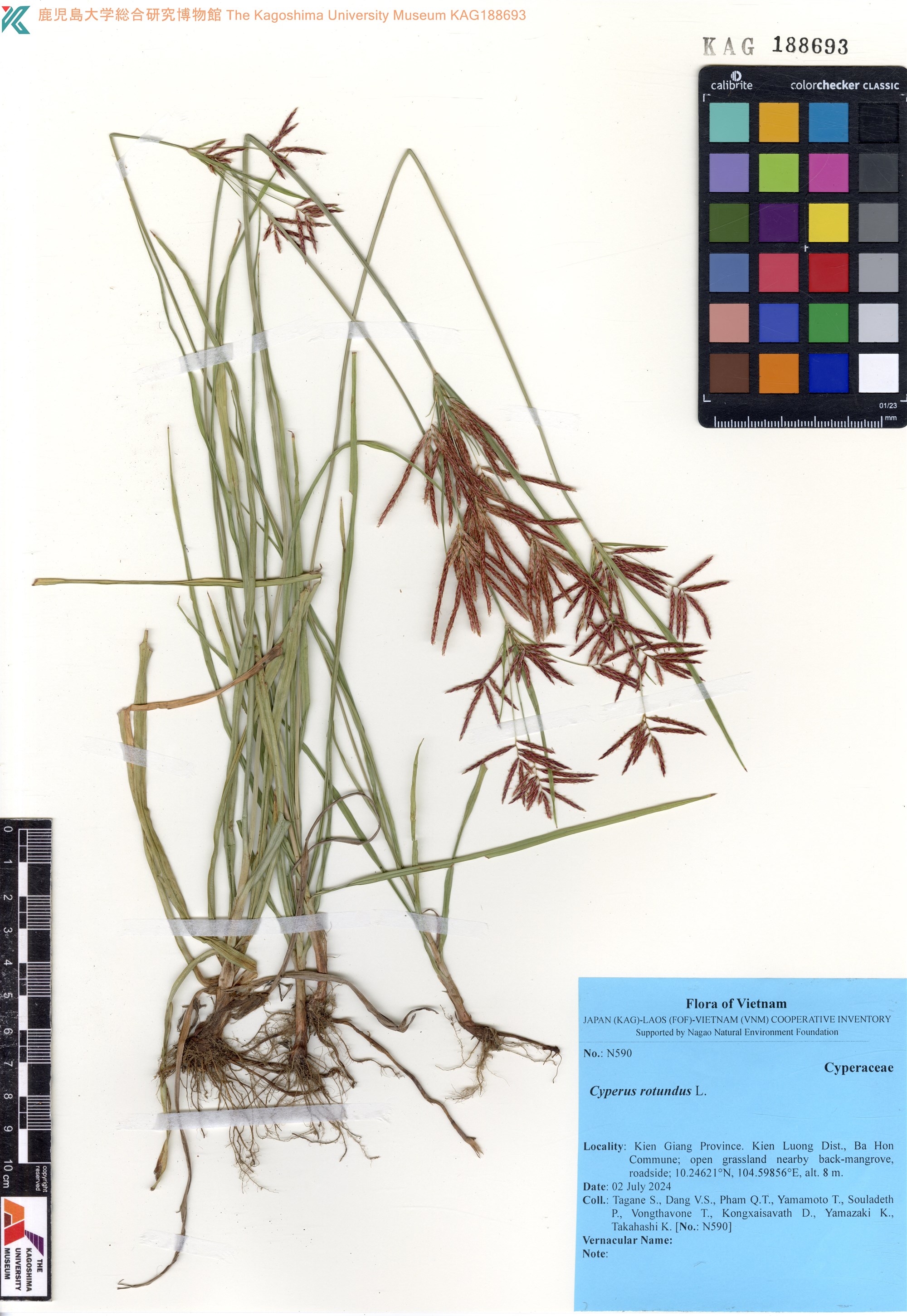 Cyperus rotundus (Cyperus rotundus)