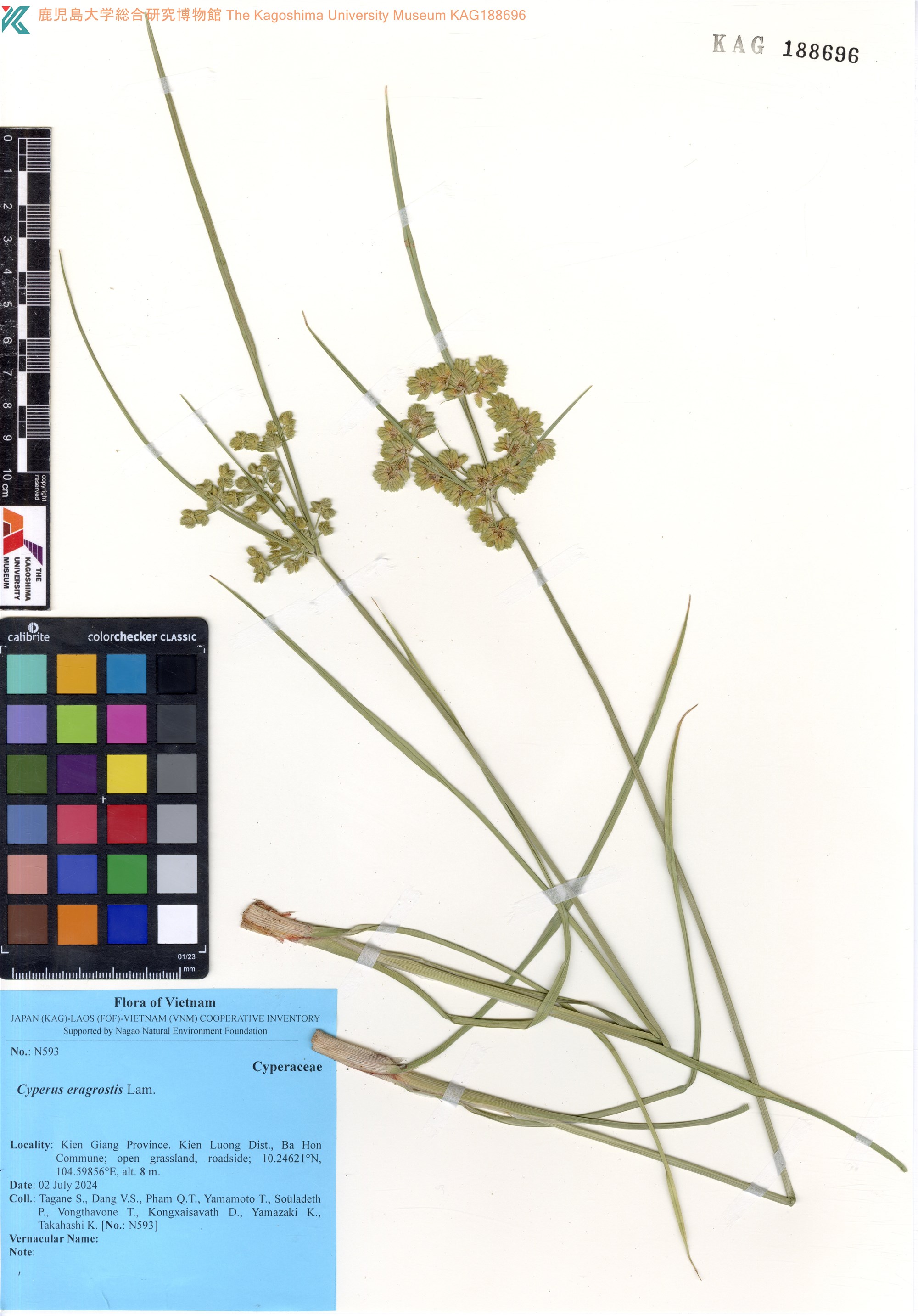 Cyperus eragrostis (Cyperus eragrostis)