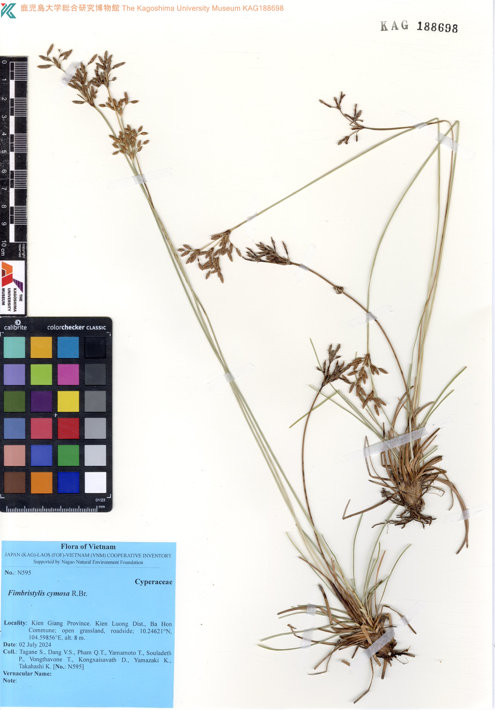 Fimbristylis cymosa (Fimbristylis cymosa)