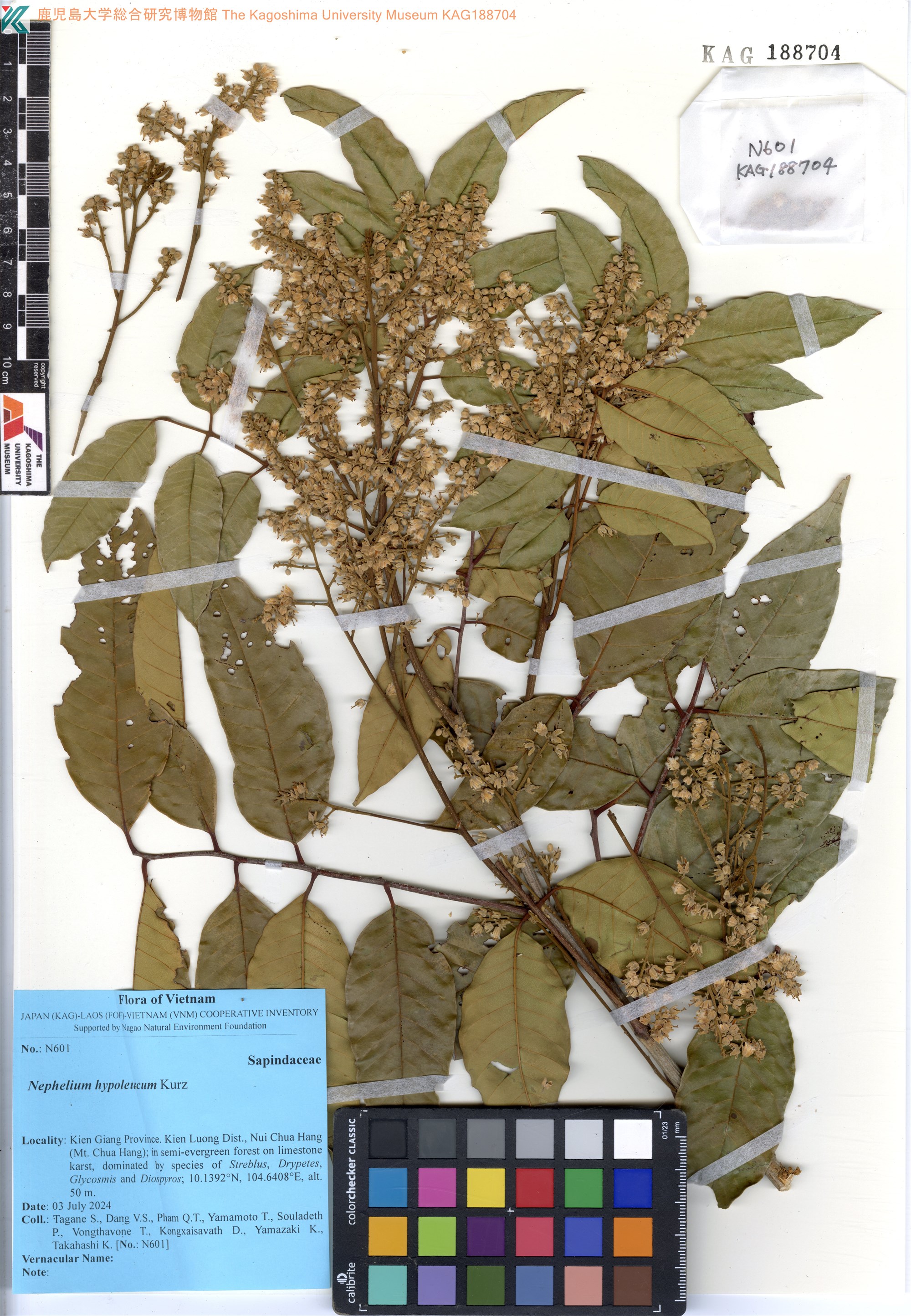 Nephelium hypoleucum — ảnh 2