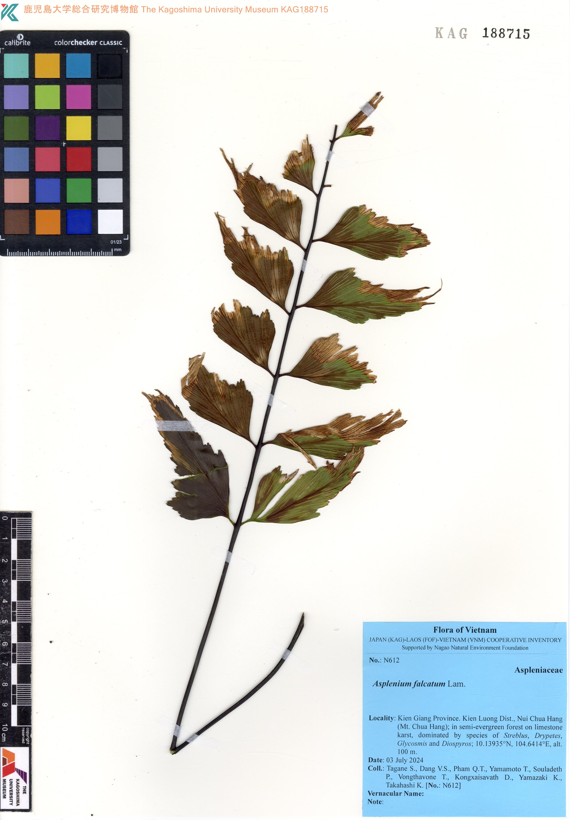 Asplenium falcatum — ảnh 2