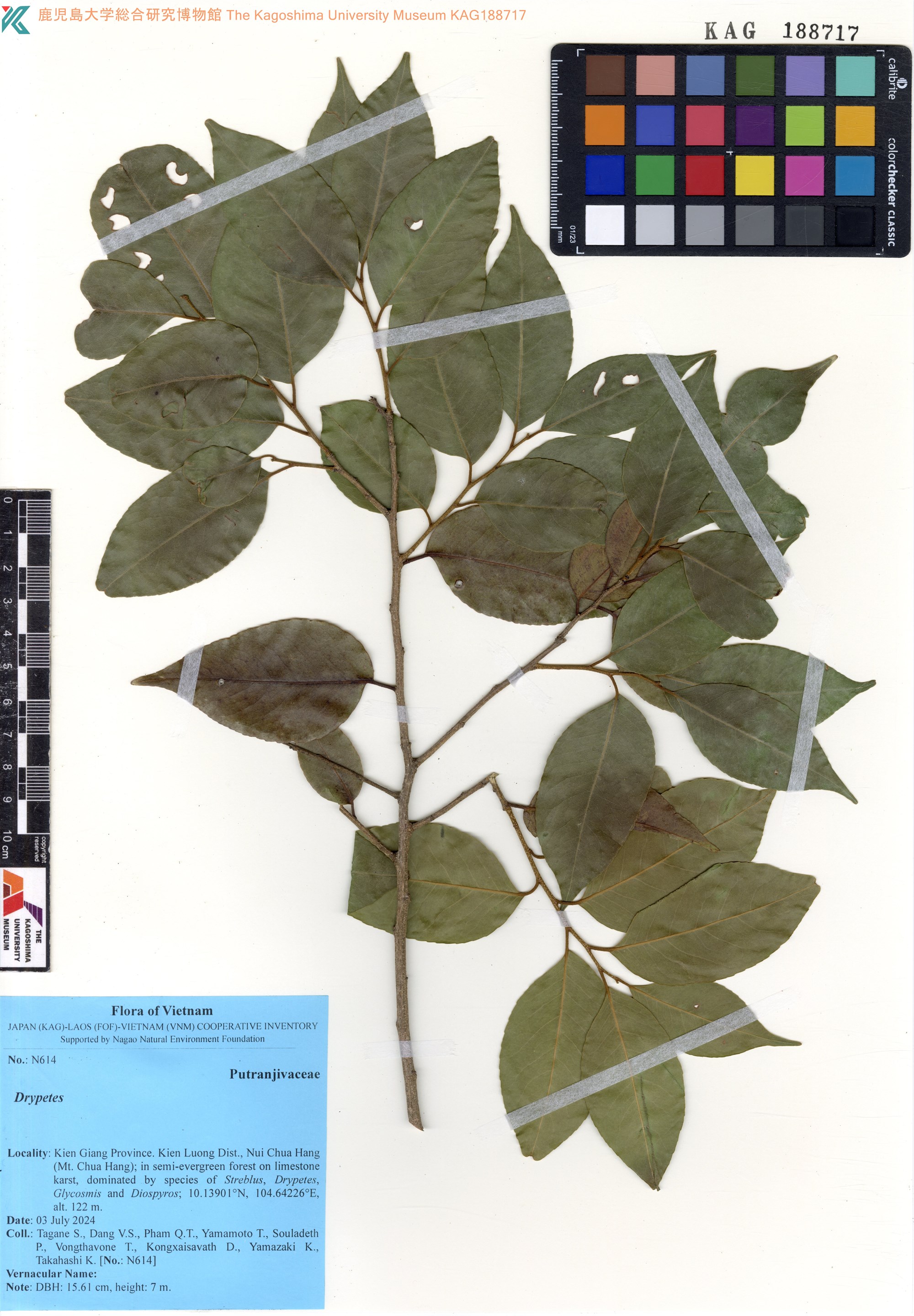 Drypetes cambodica (Drypetes cambodica)