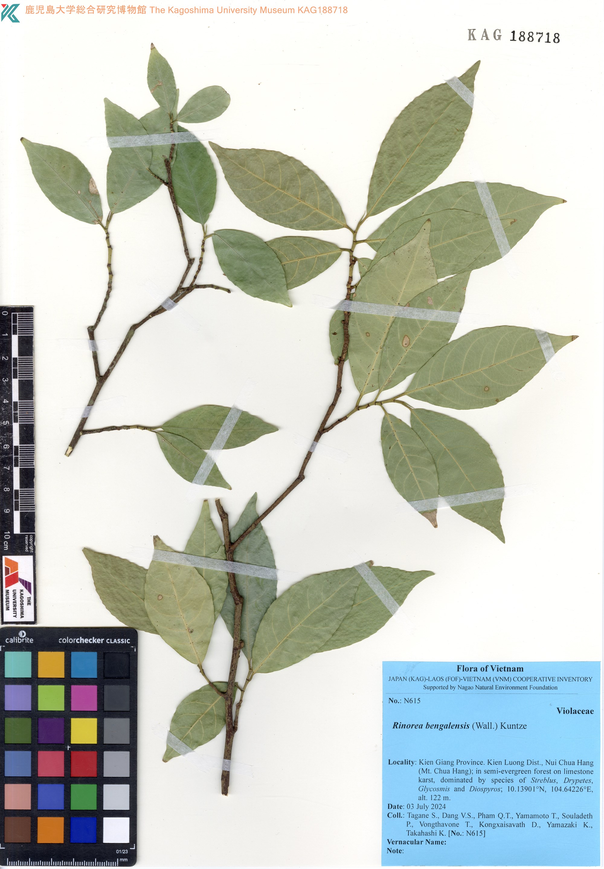 Rinorea bengalensis — ảnh 2