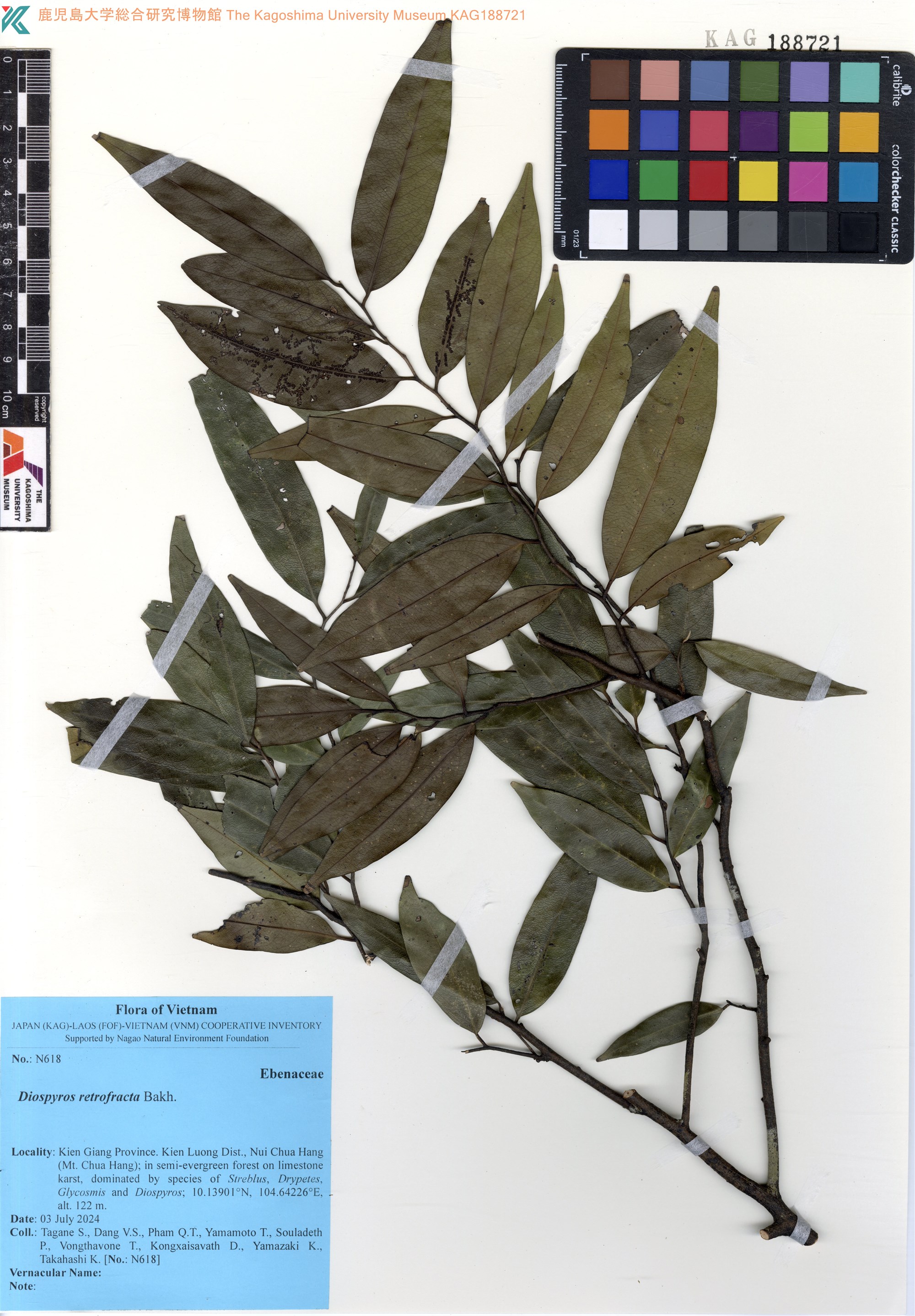 Diospyros bejaudii (Diospyros bejaudii)