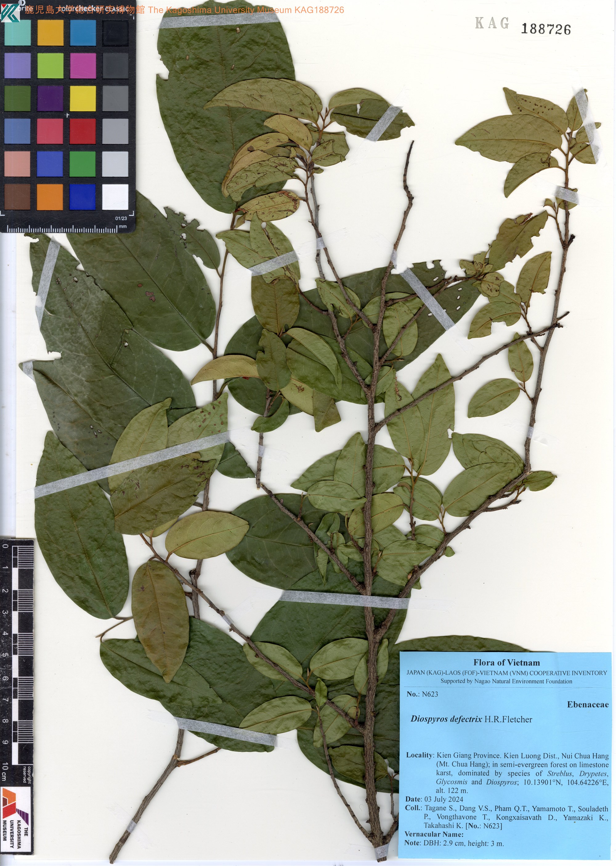 Diospyros defectrix (Diospyros defectrix)