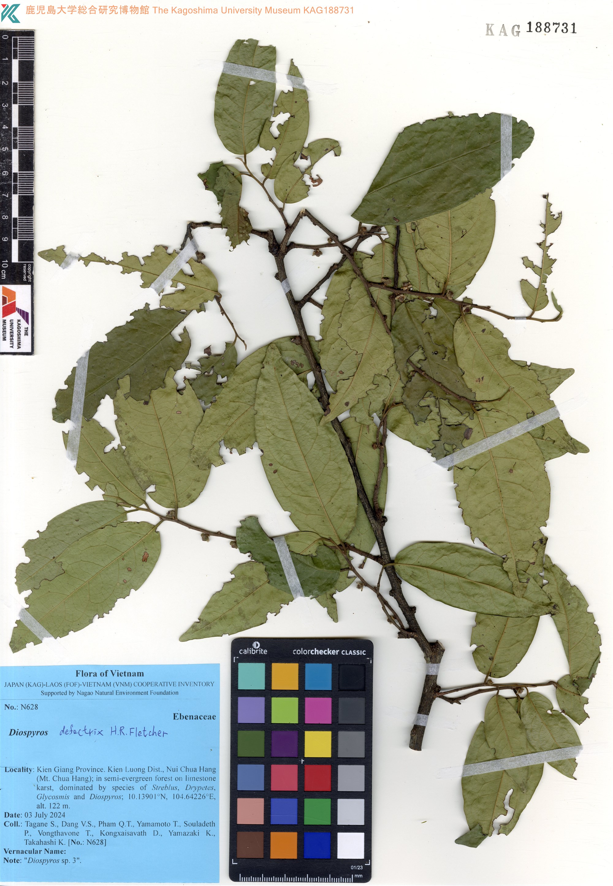 Diospyros defectrix — ảnh 2