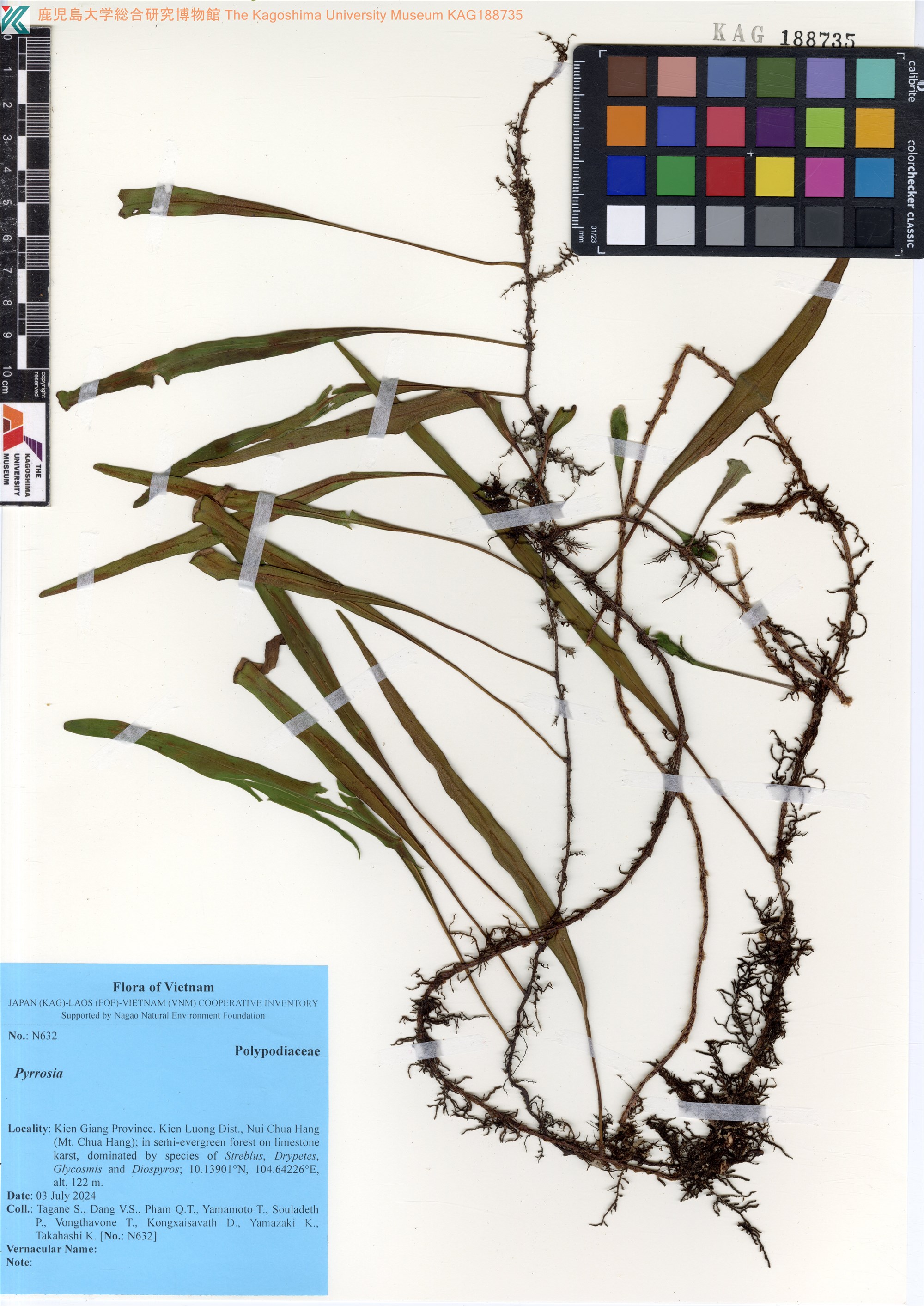 Pyrrosia adnascens — ảnh 2