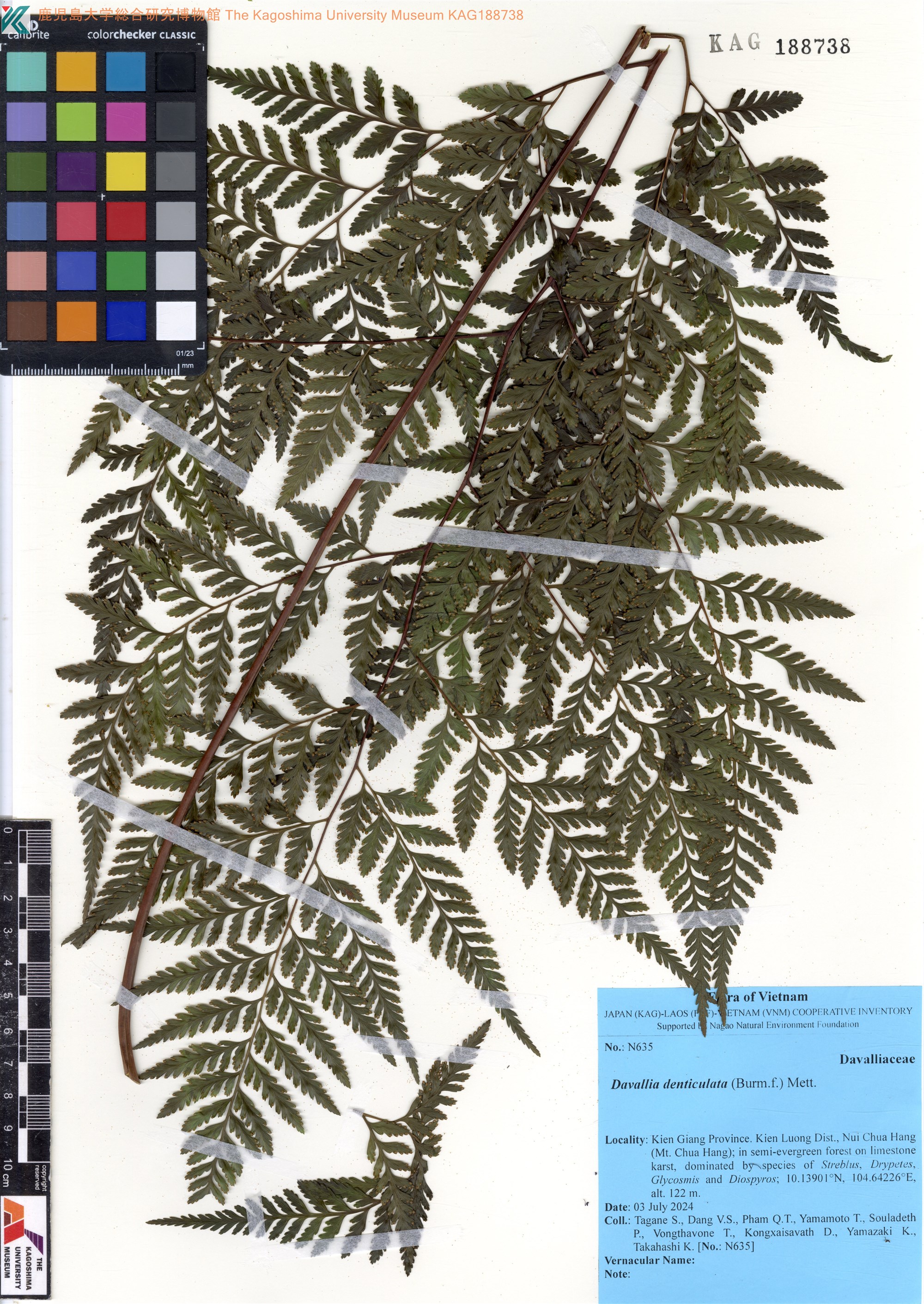 Davallia denticulata — ảnh 2