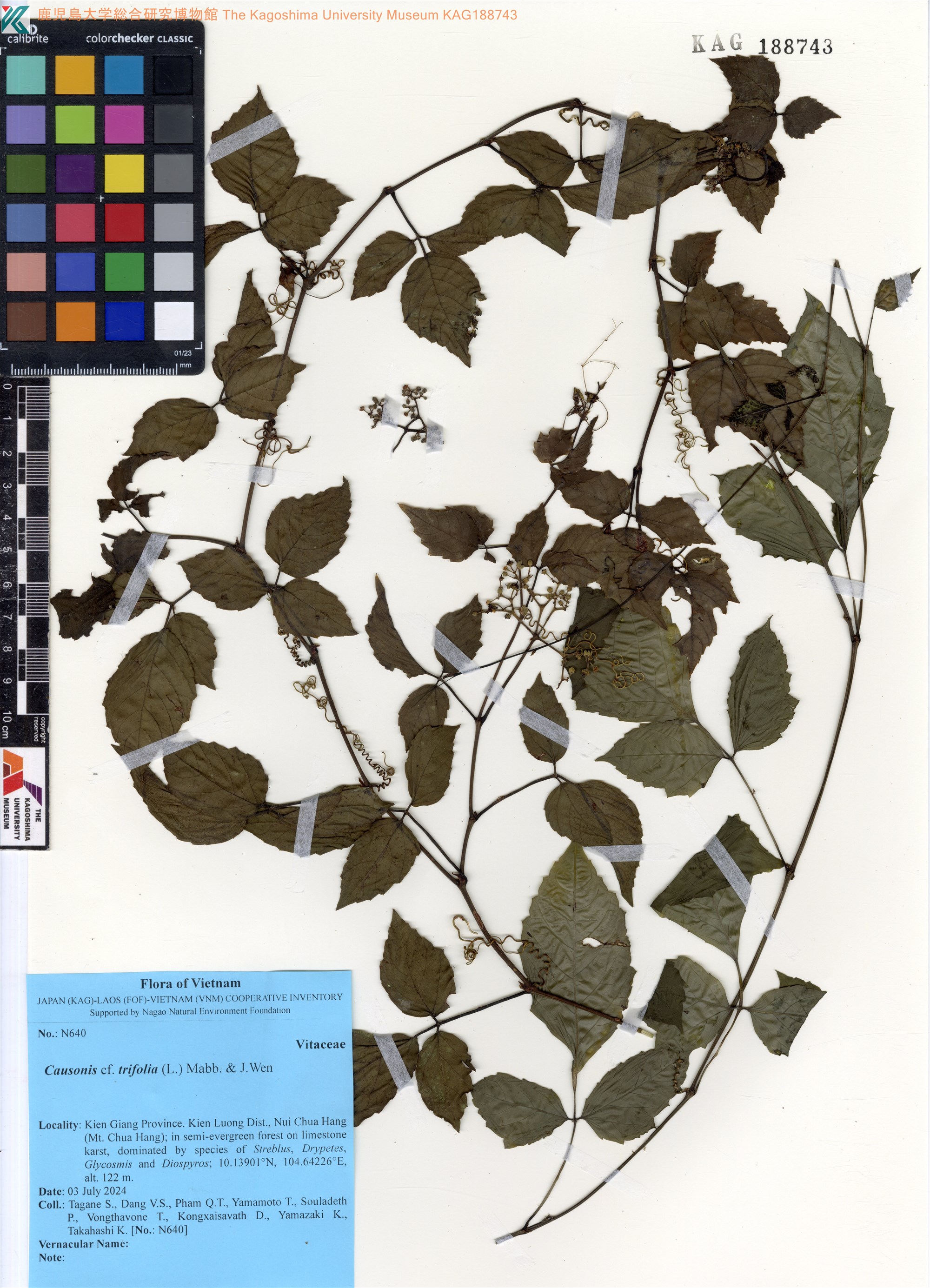 Causonis trifolia (Causonis trifolia)