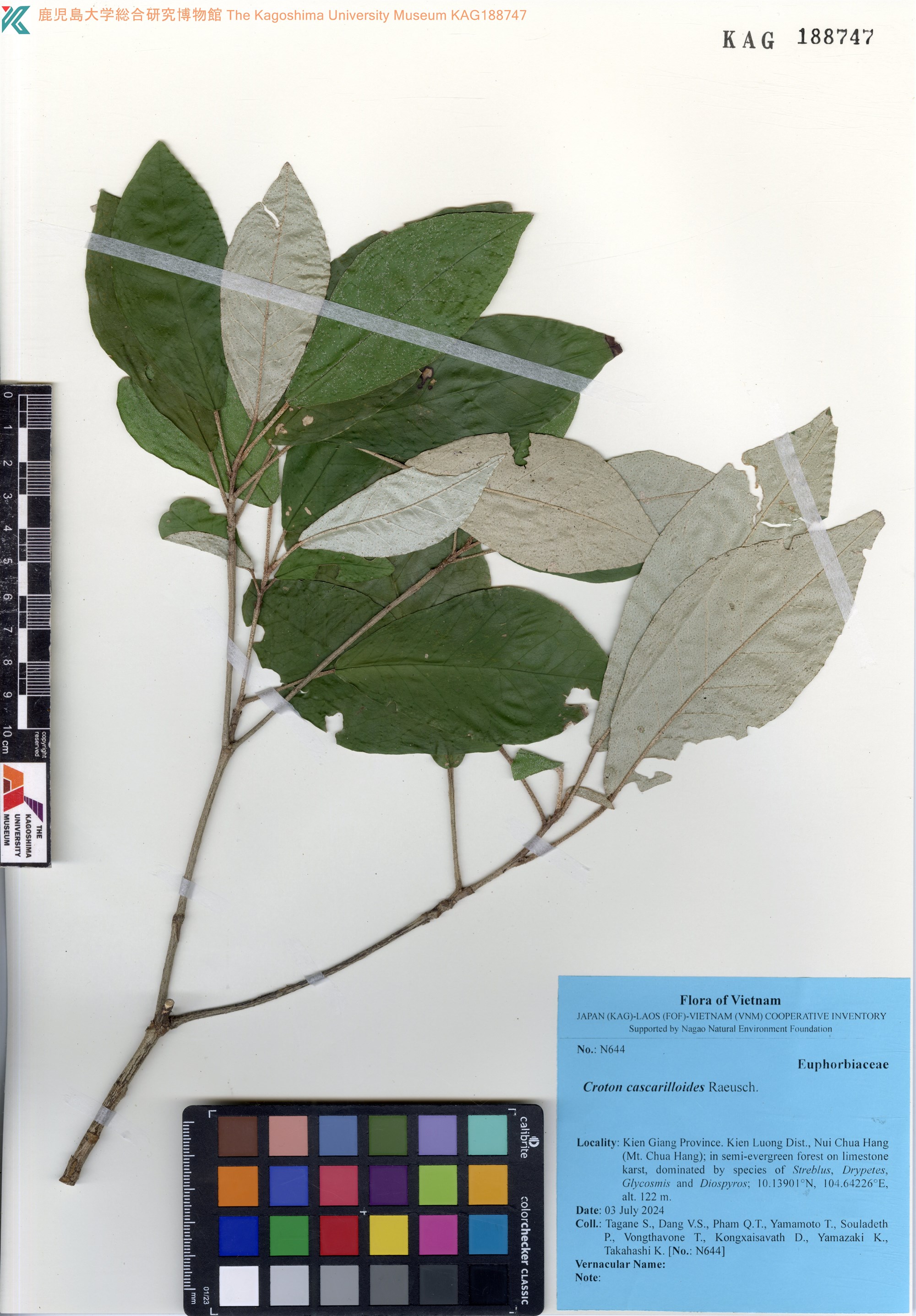 Croton cascarilloides (Croton cascarilloides)