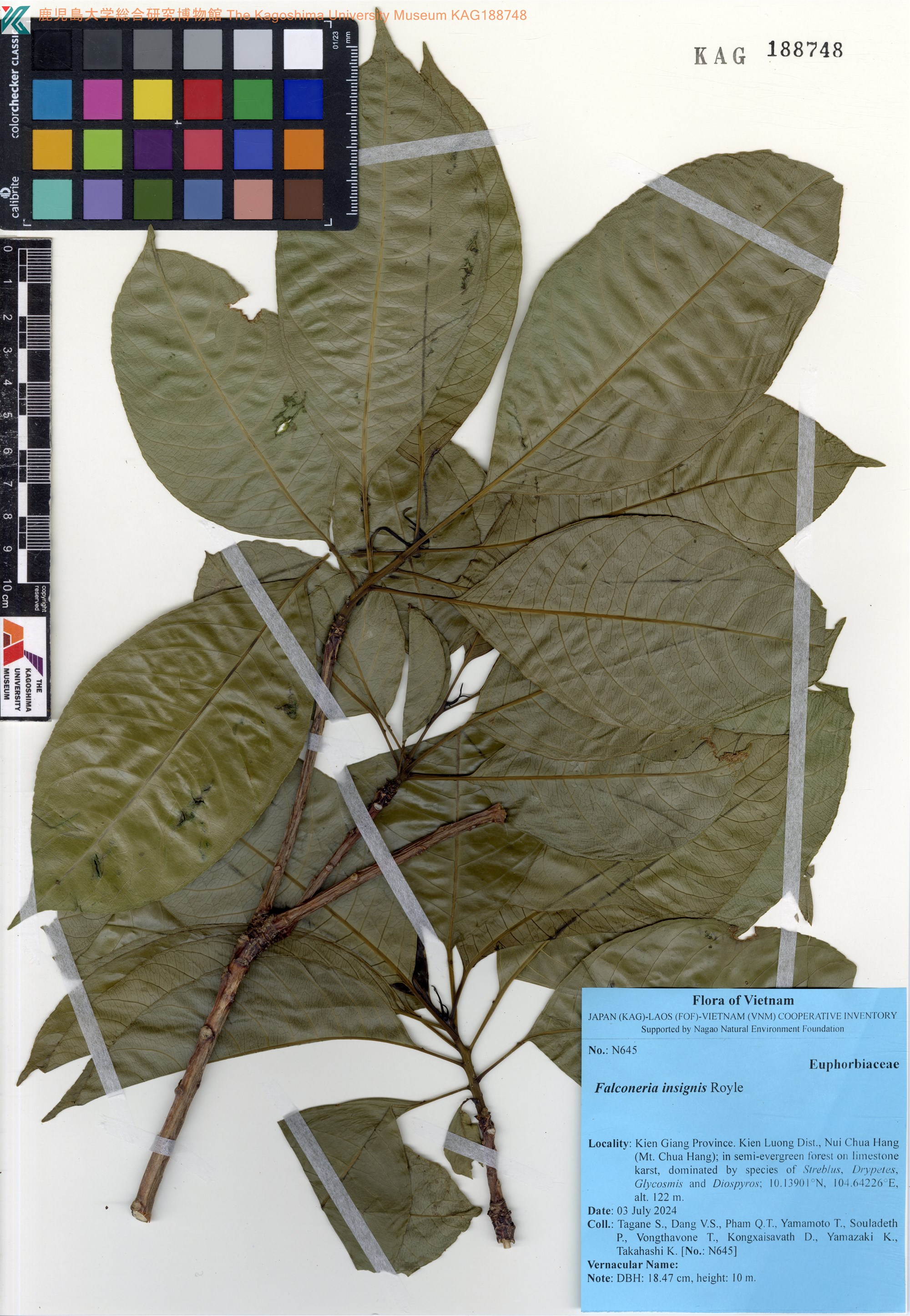 Falconeria insignis (Falconeria insignis)