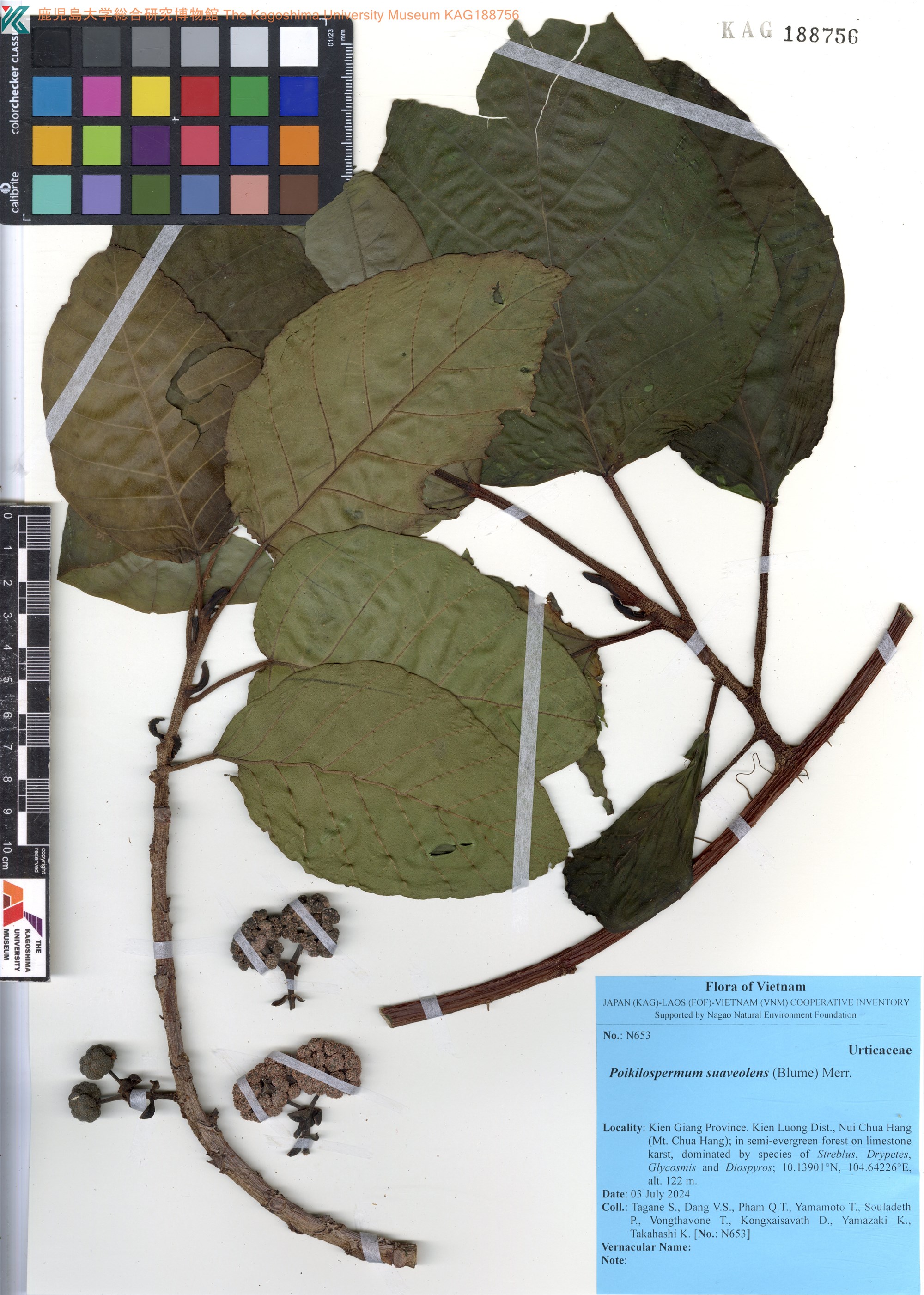 Poikilospermum suaveolens (Poikilospermum suaveolens)