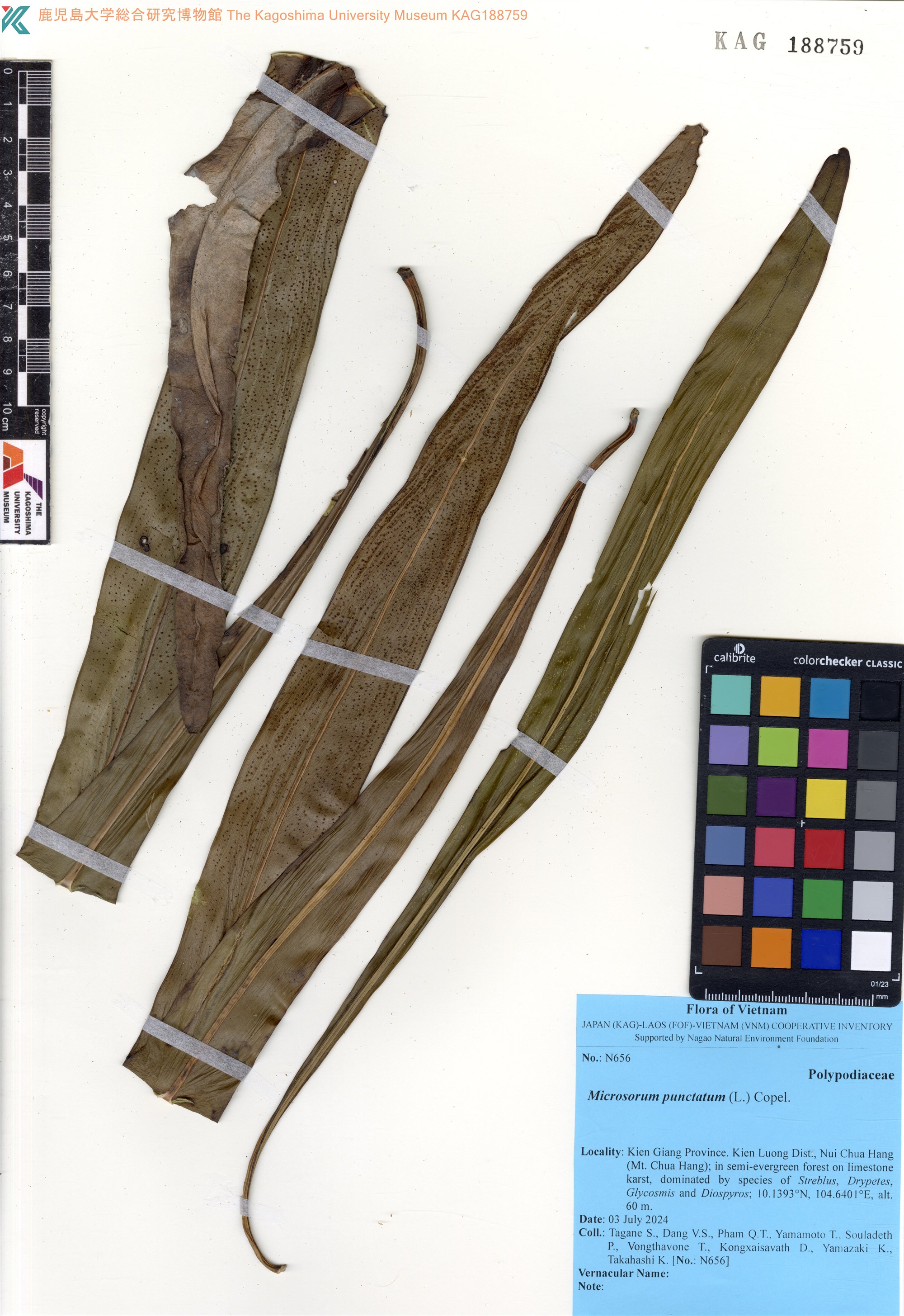 Microsorum punctatum (Microsorum punctatum)