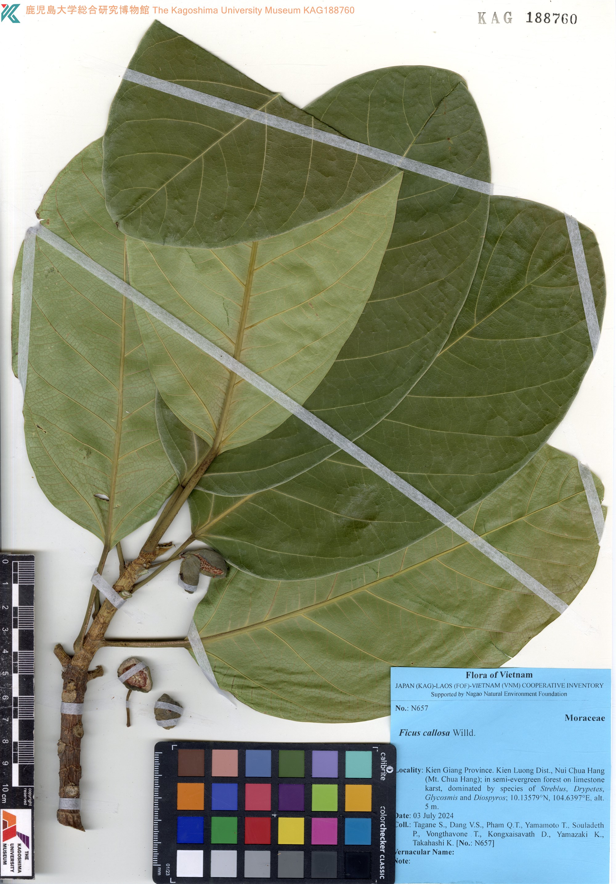 Ficus callosa (Ficus callosa)