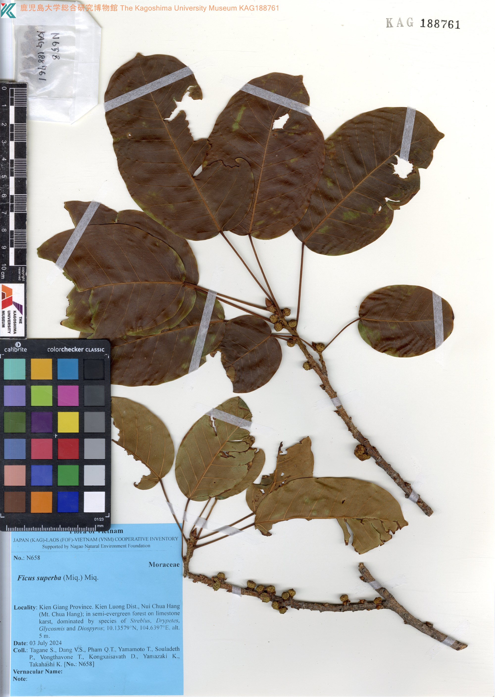 Sung kiêu (Ficus superba)