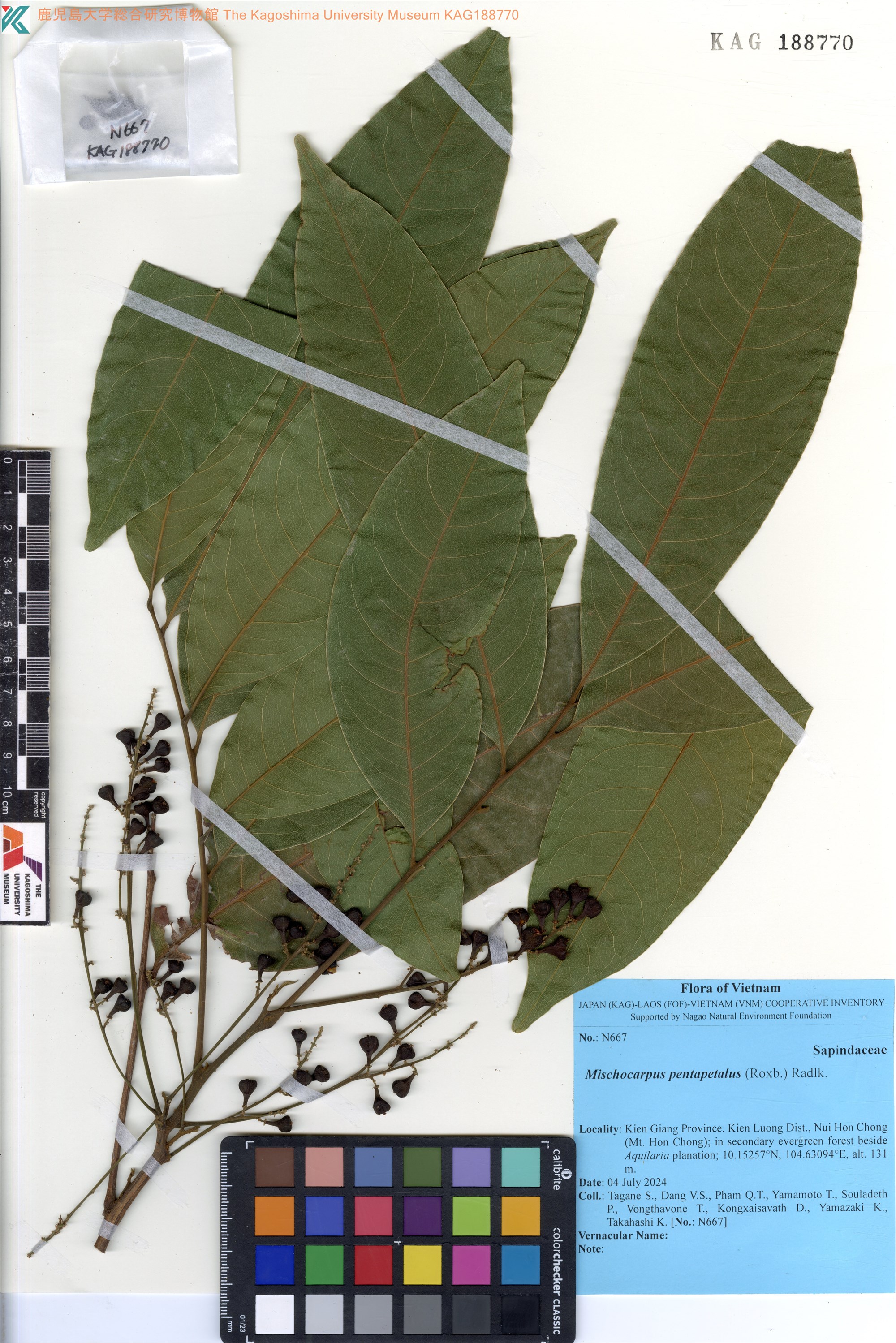 Mischocarpus pentapetalus — ảnh 2