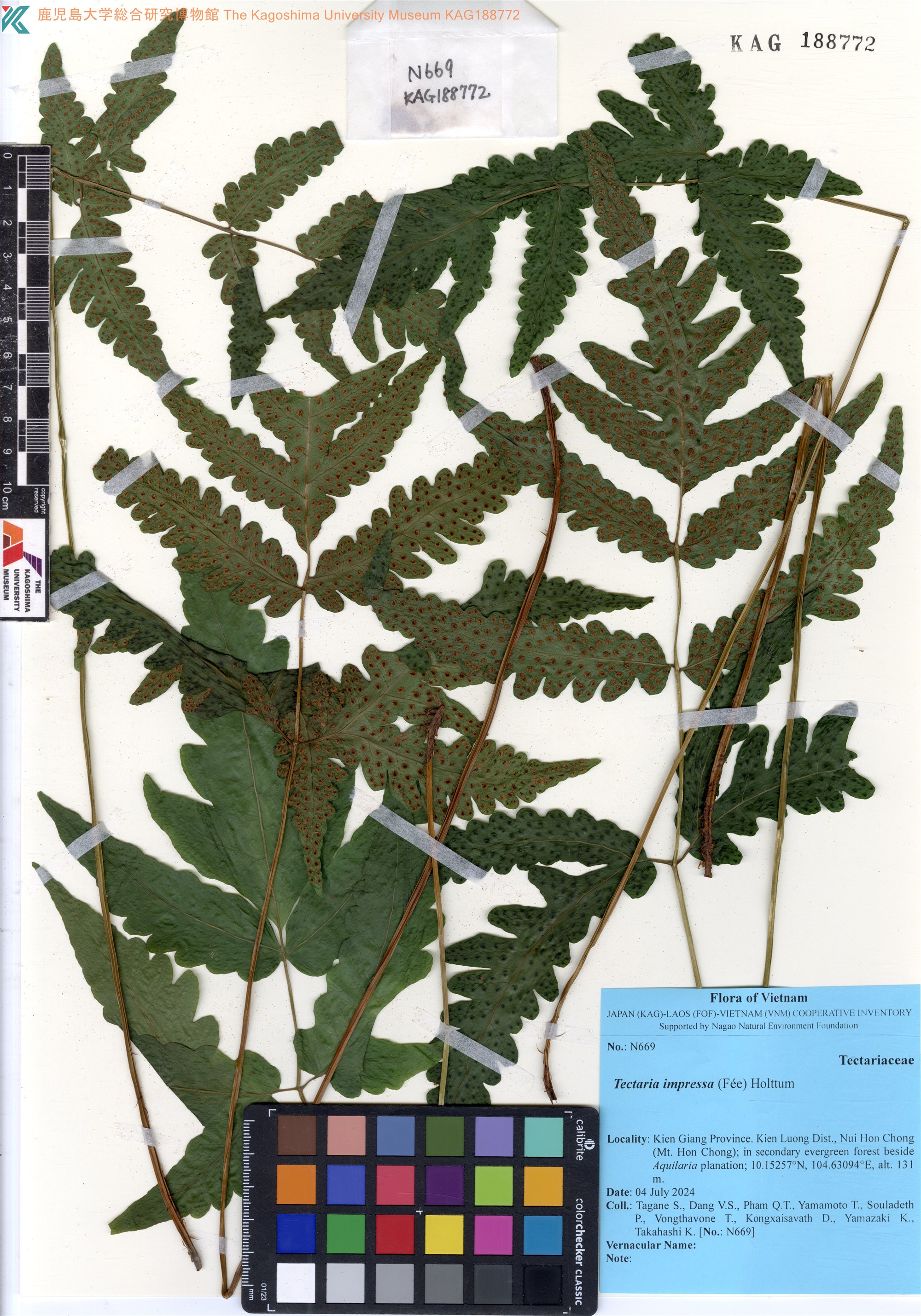 Tectaria impressa (Tectaria impressa)
