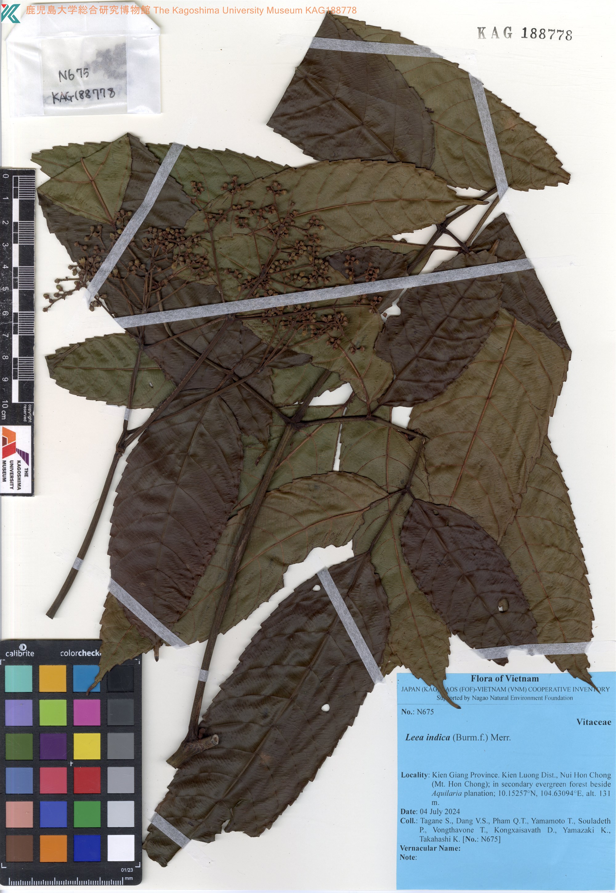 Leea javanica (Leea javanica)