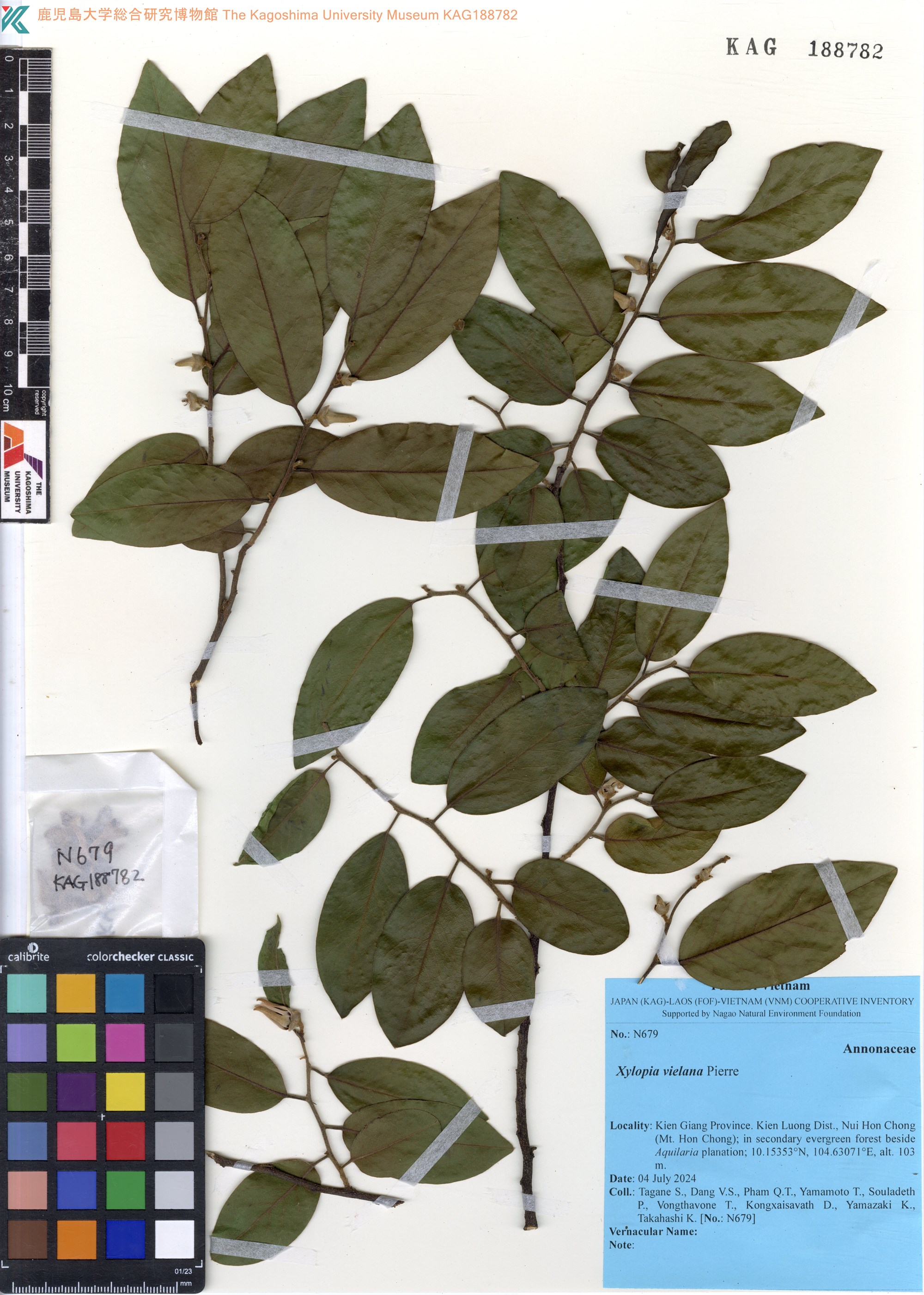 Xylopia vielana (Xylopia vielana)