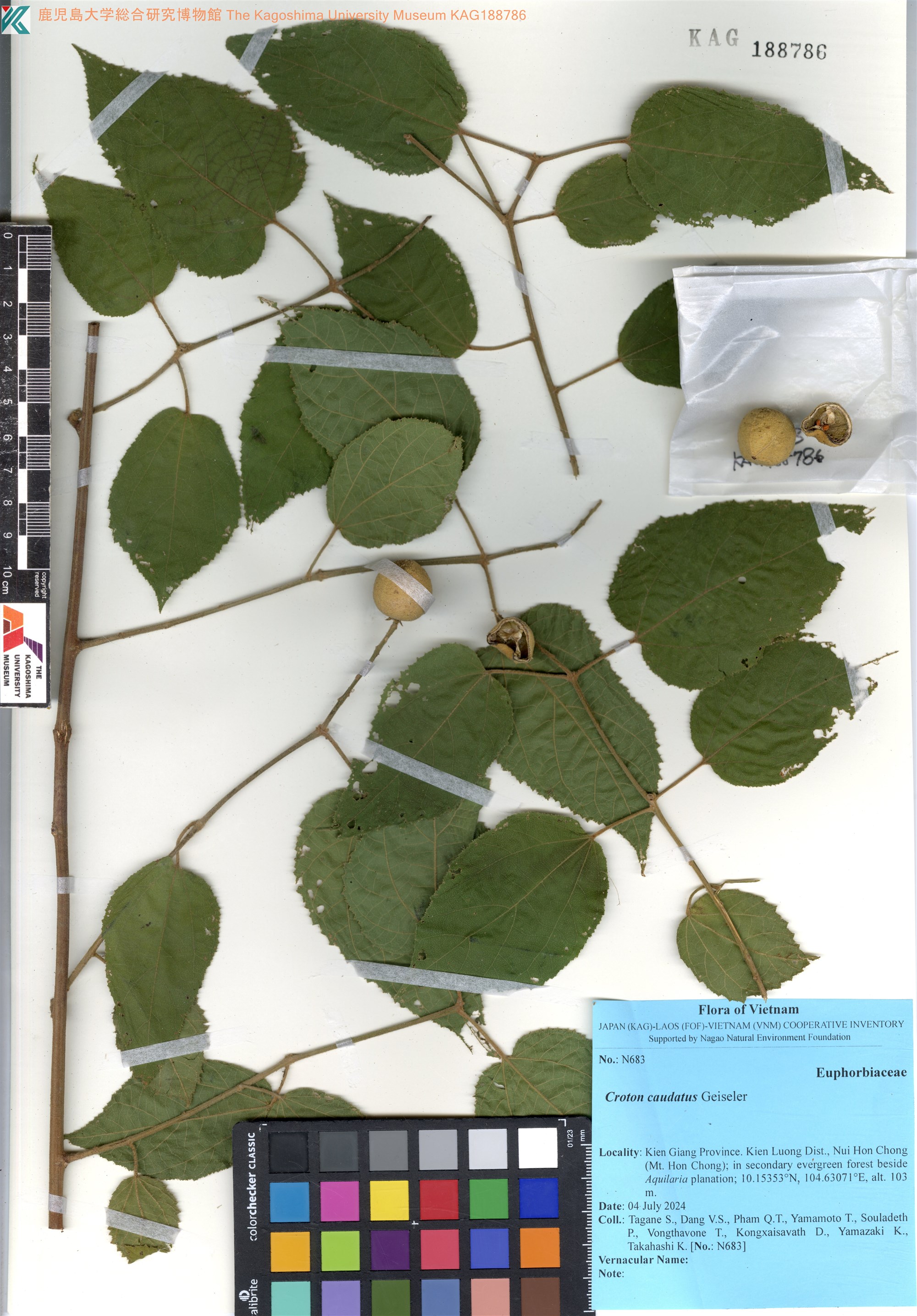 Croton caudatus (Croton caudatus)