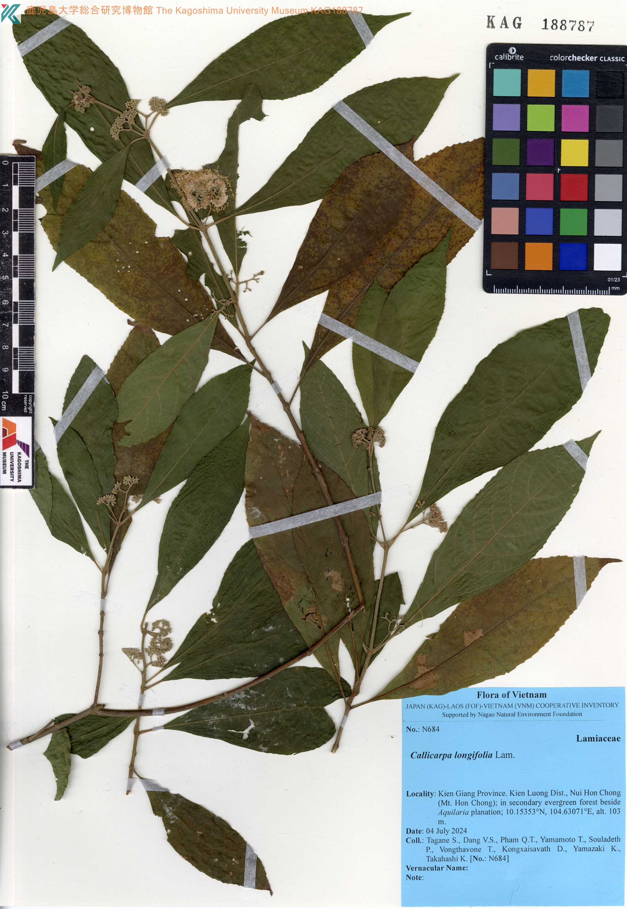 Callicarpa longifolia (Callicarpa longifolia)