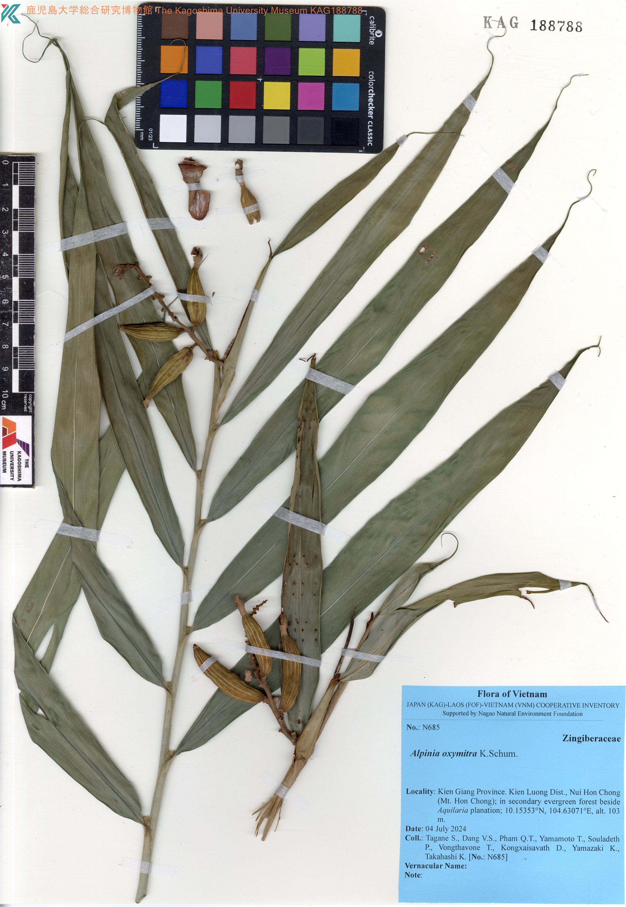 Alpinia oxymitra — ảnh 2
