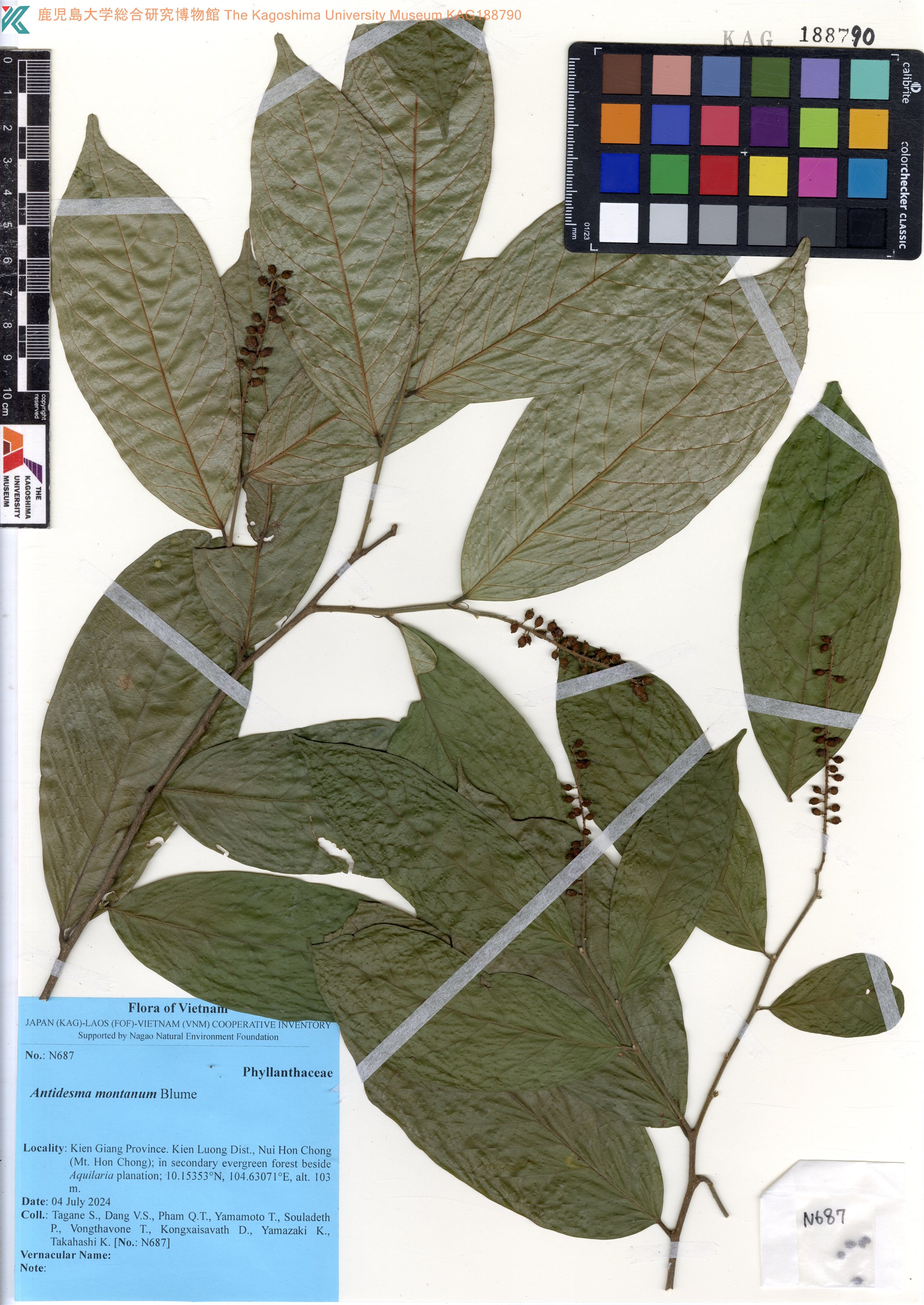Antidesma montanum (Antidesma montanum)