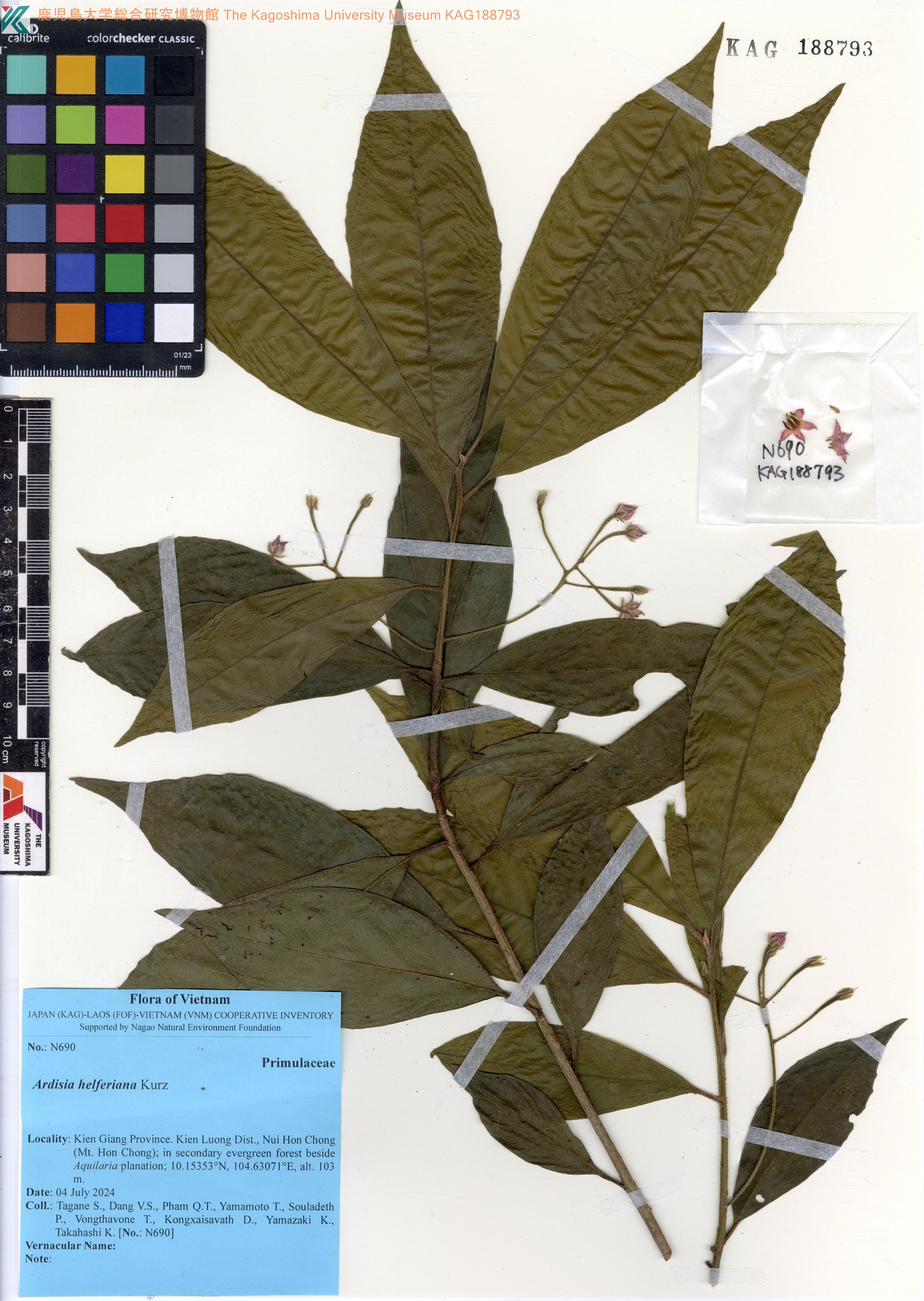 Ardisia helferiana (Ardisia helferiana)