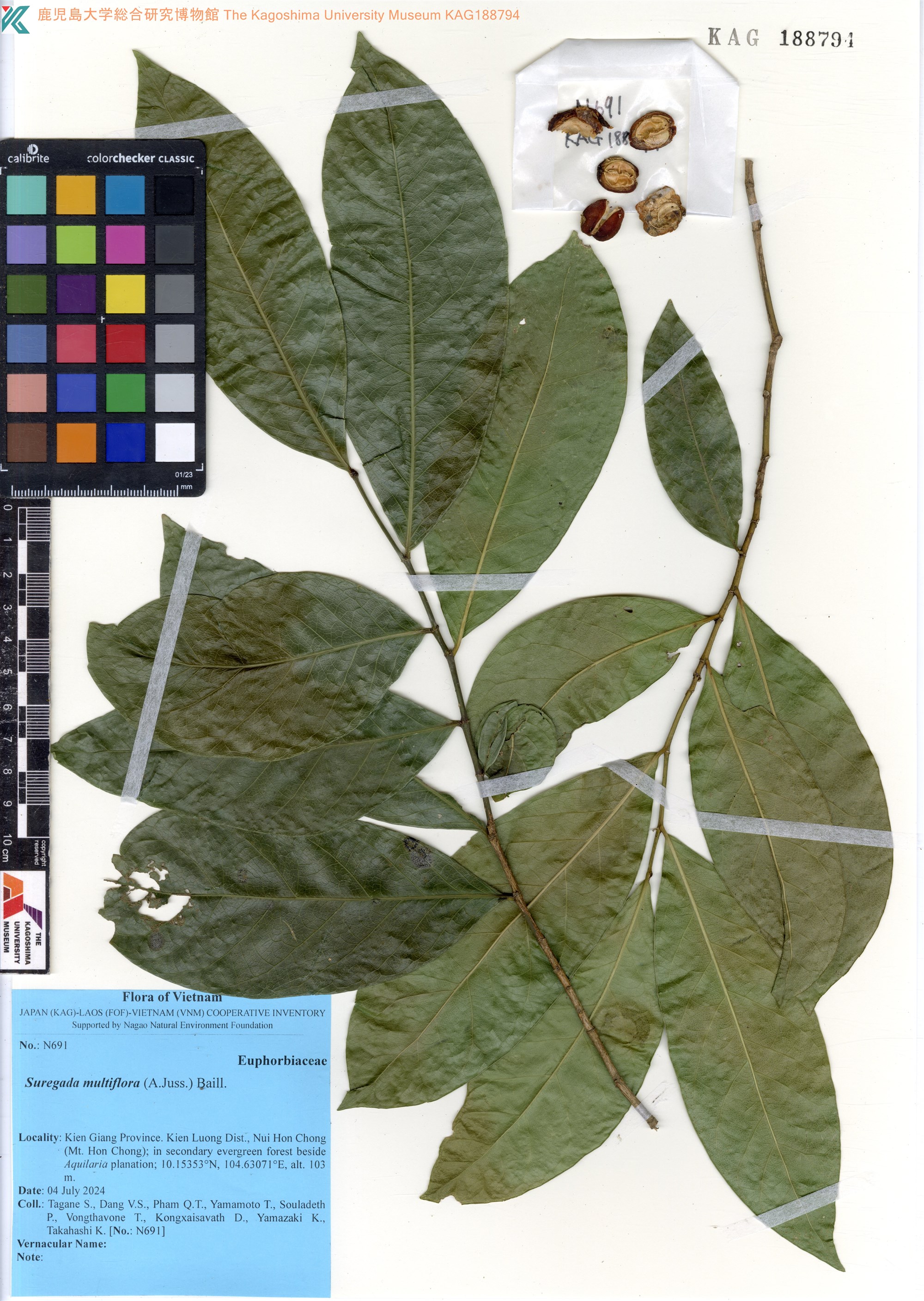Suregada multiflora — ảnh 3
