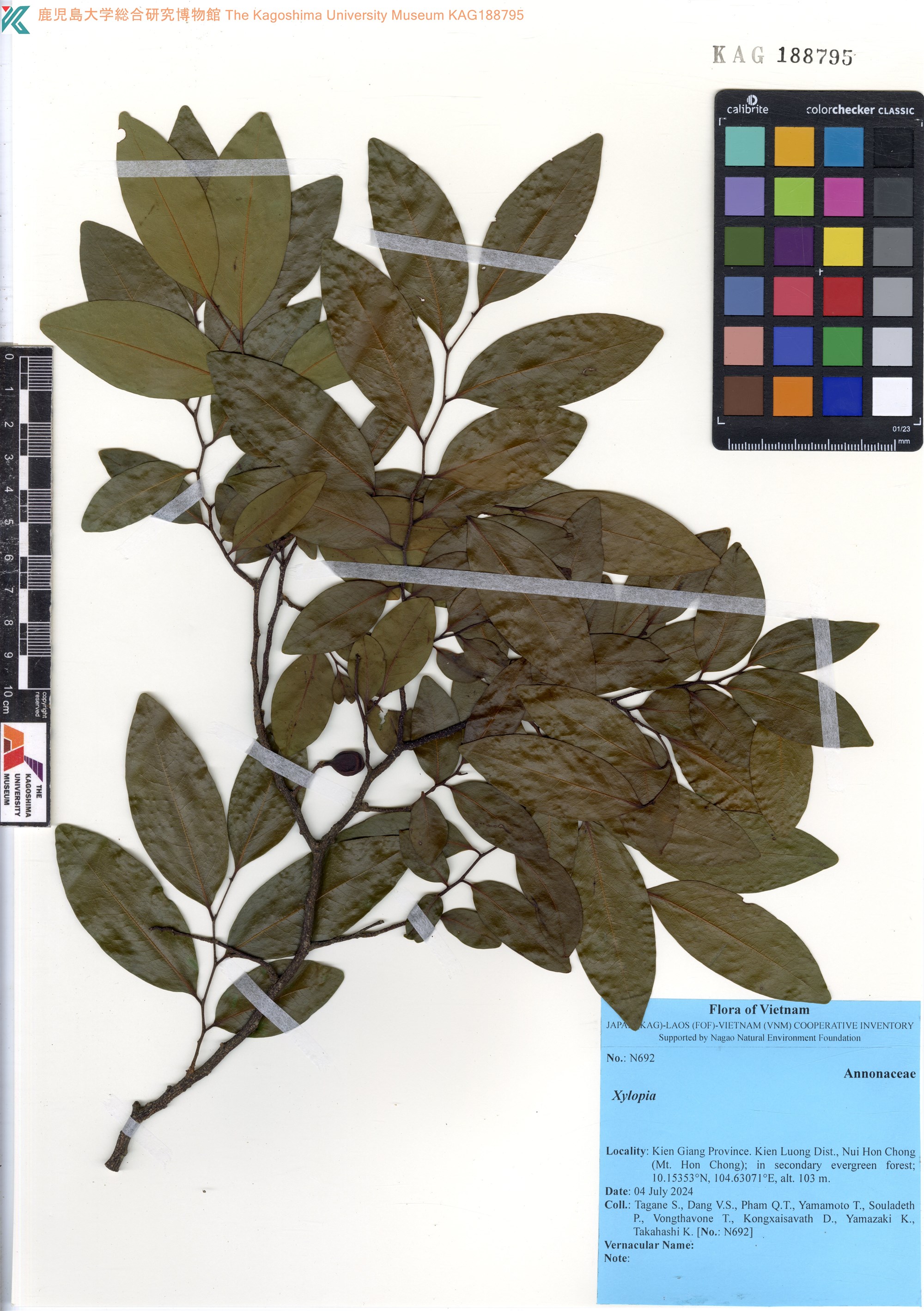 Xylopia pierrei (Xylopia pierrei)