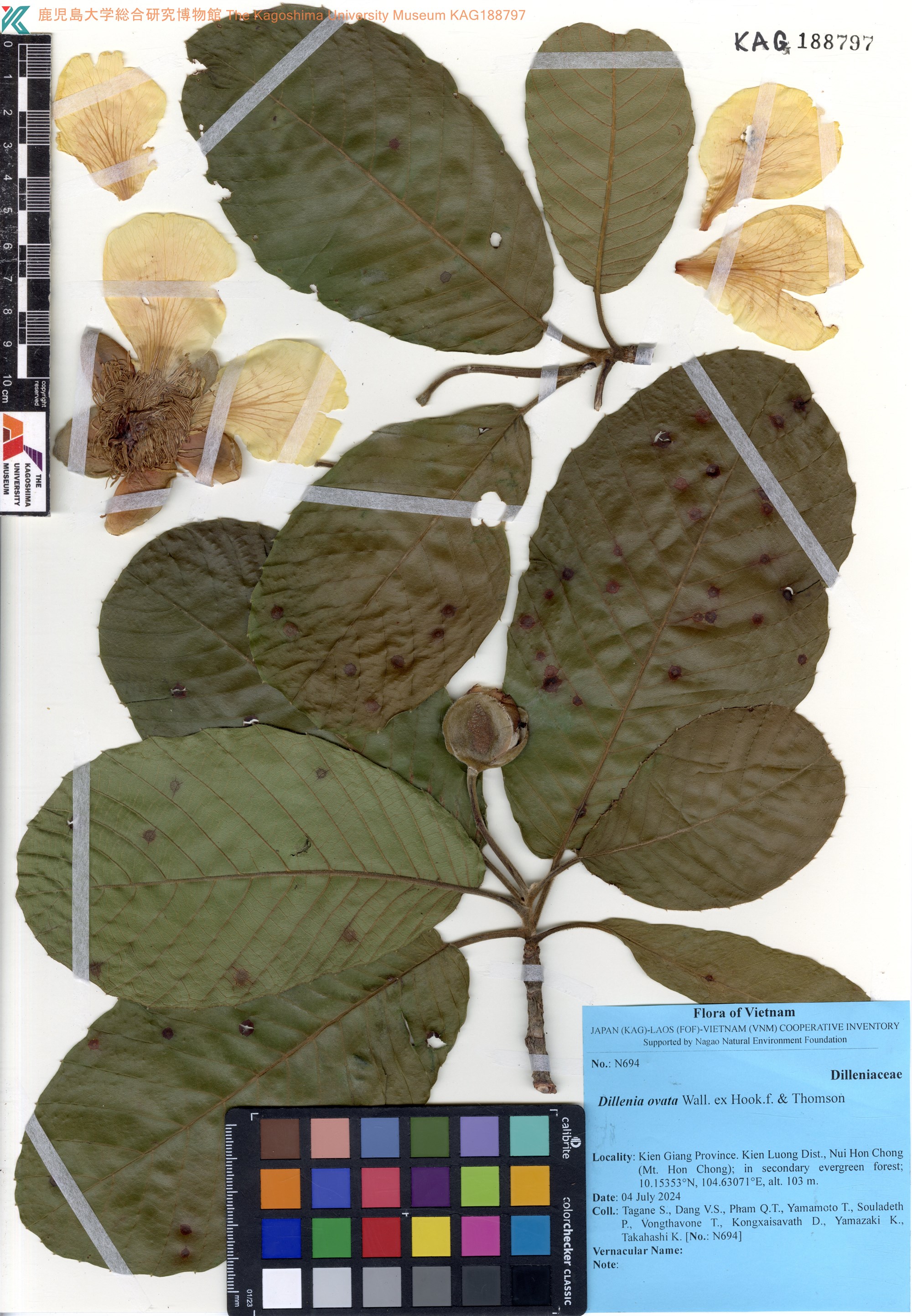 Dillenia ovata (Dillenia ovata)