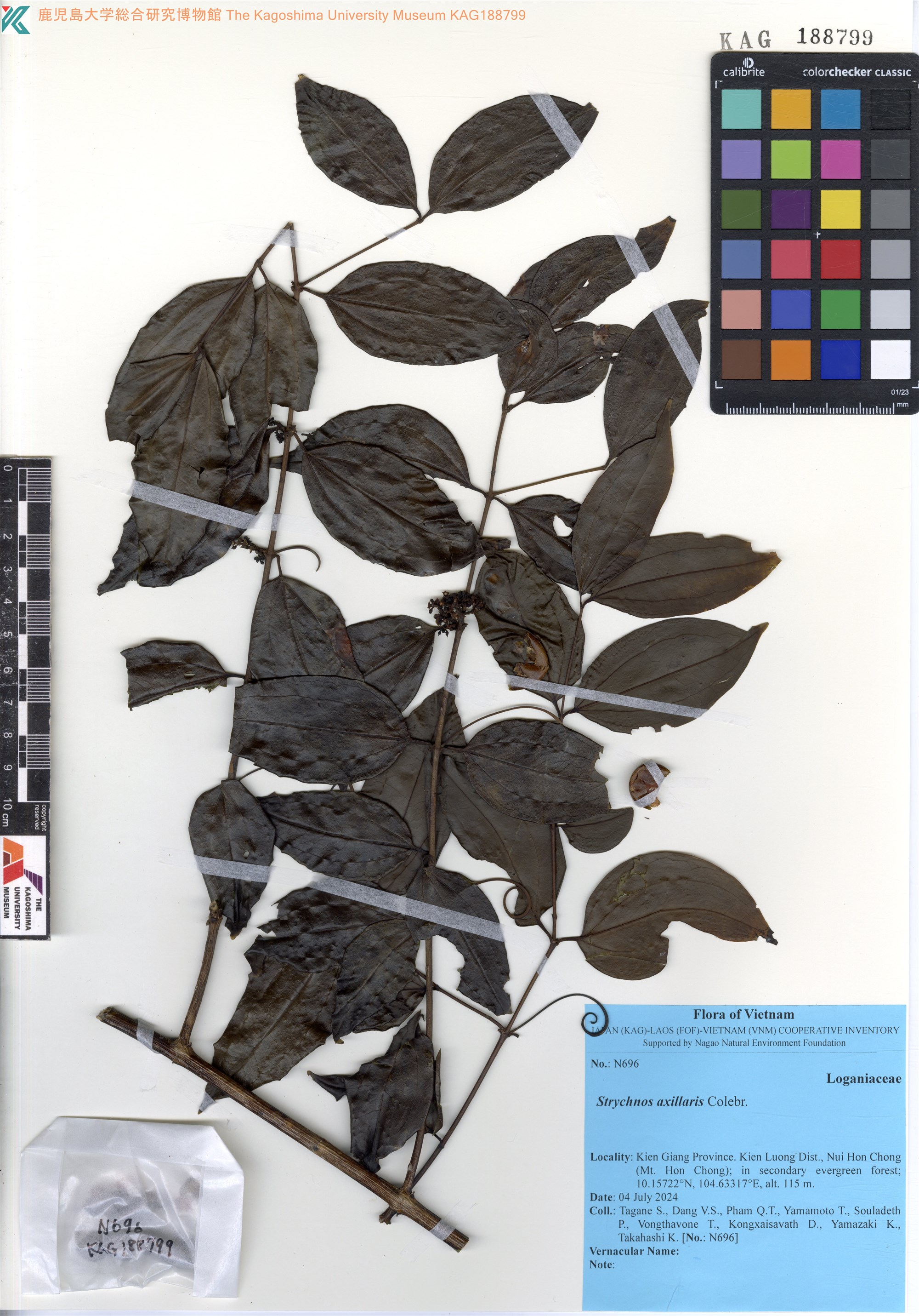 Strychnos axillaris
