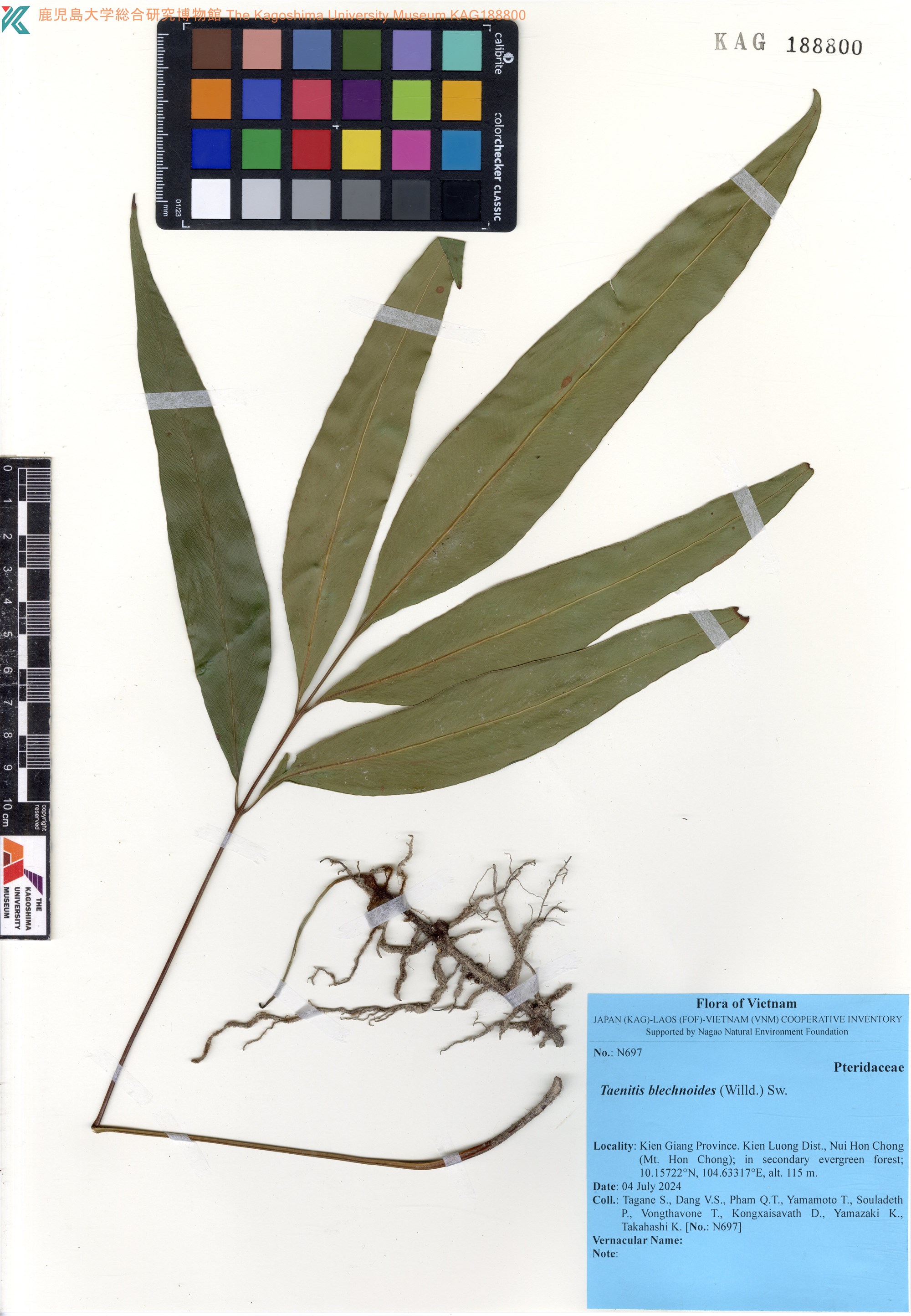 Taenitis blechnoides (Taenitis blechnoides)