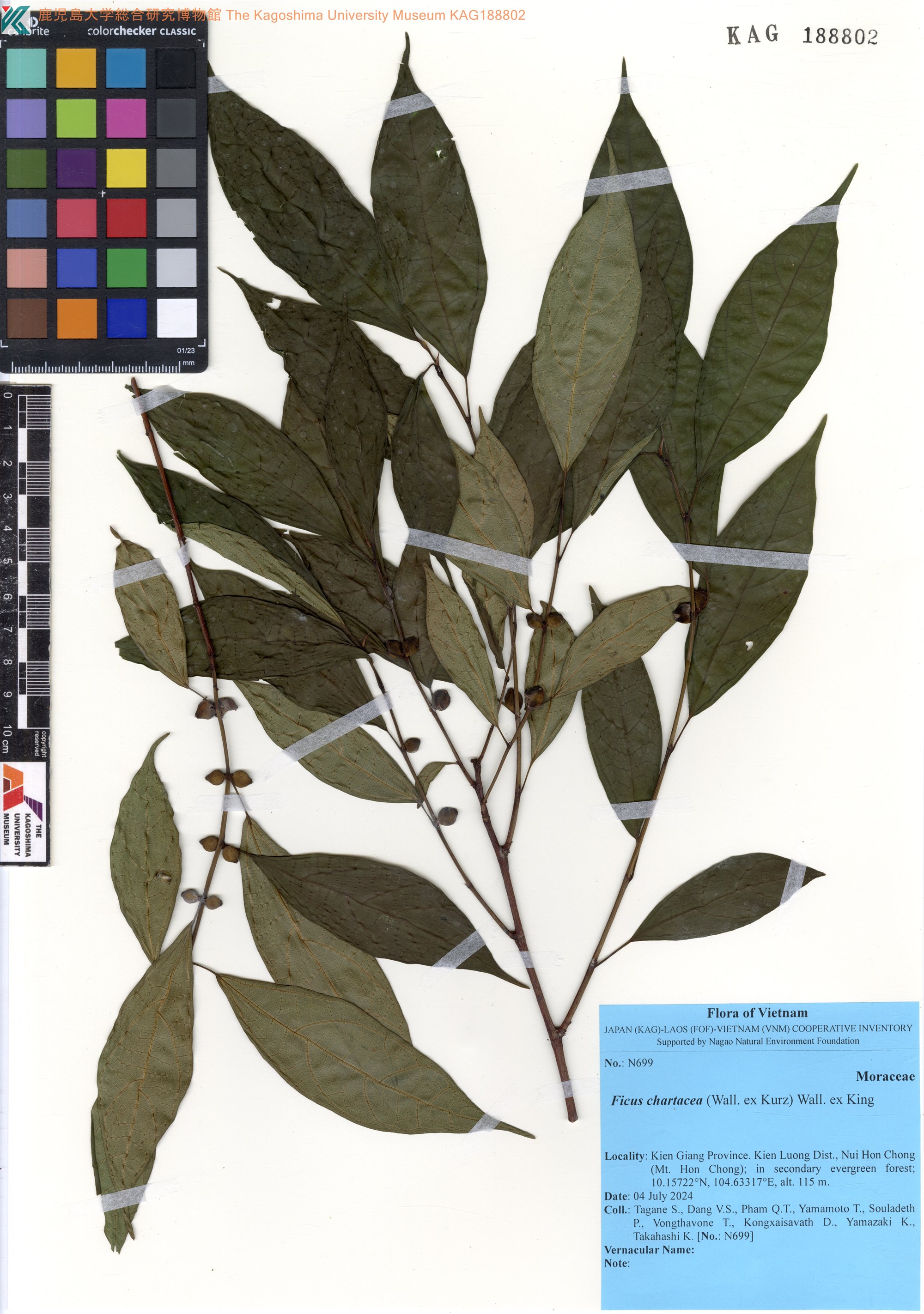 Ficus chartacea (Ficus chartacea)