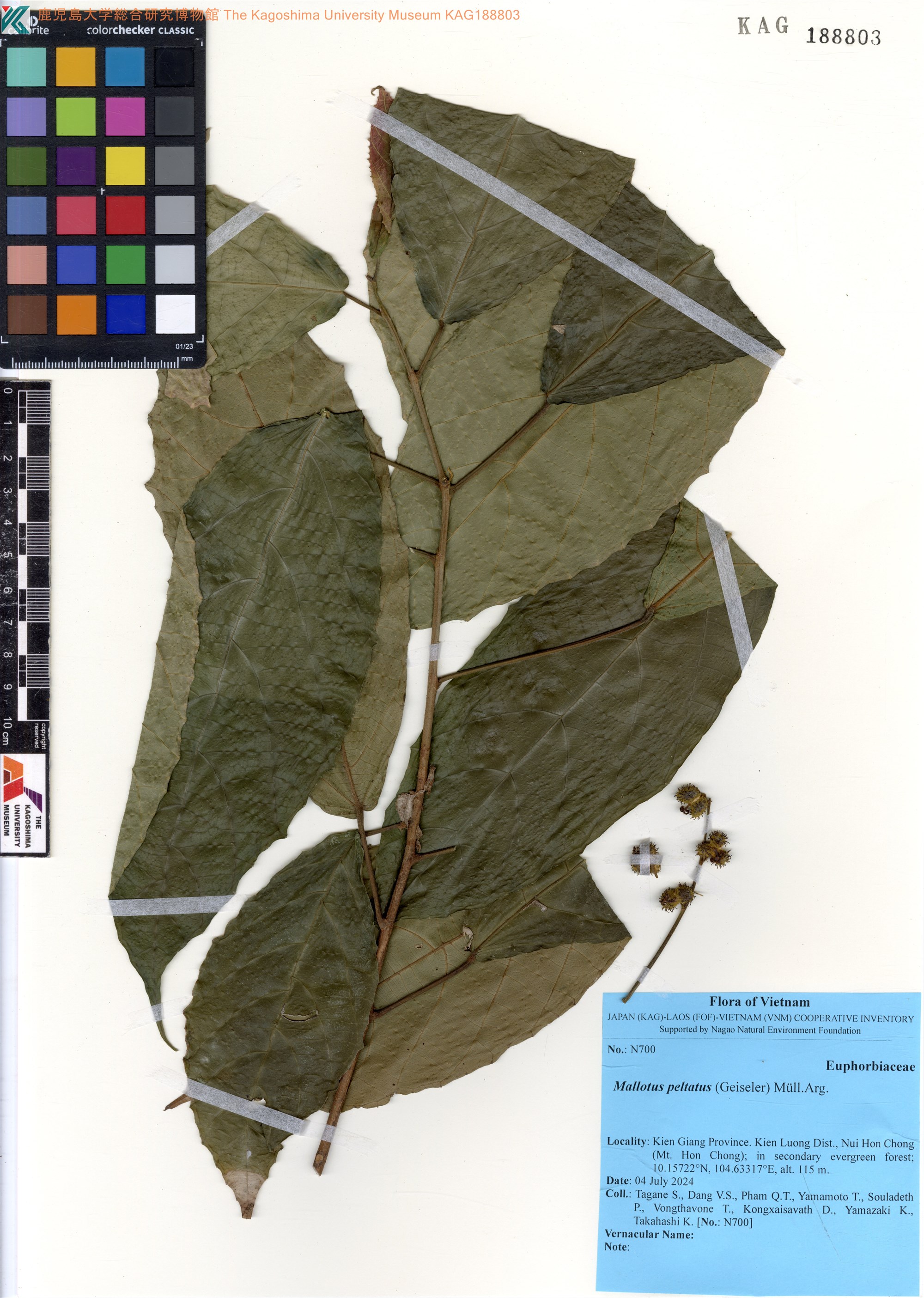Mallotus peltatus — ảnh 3