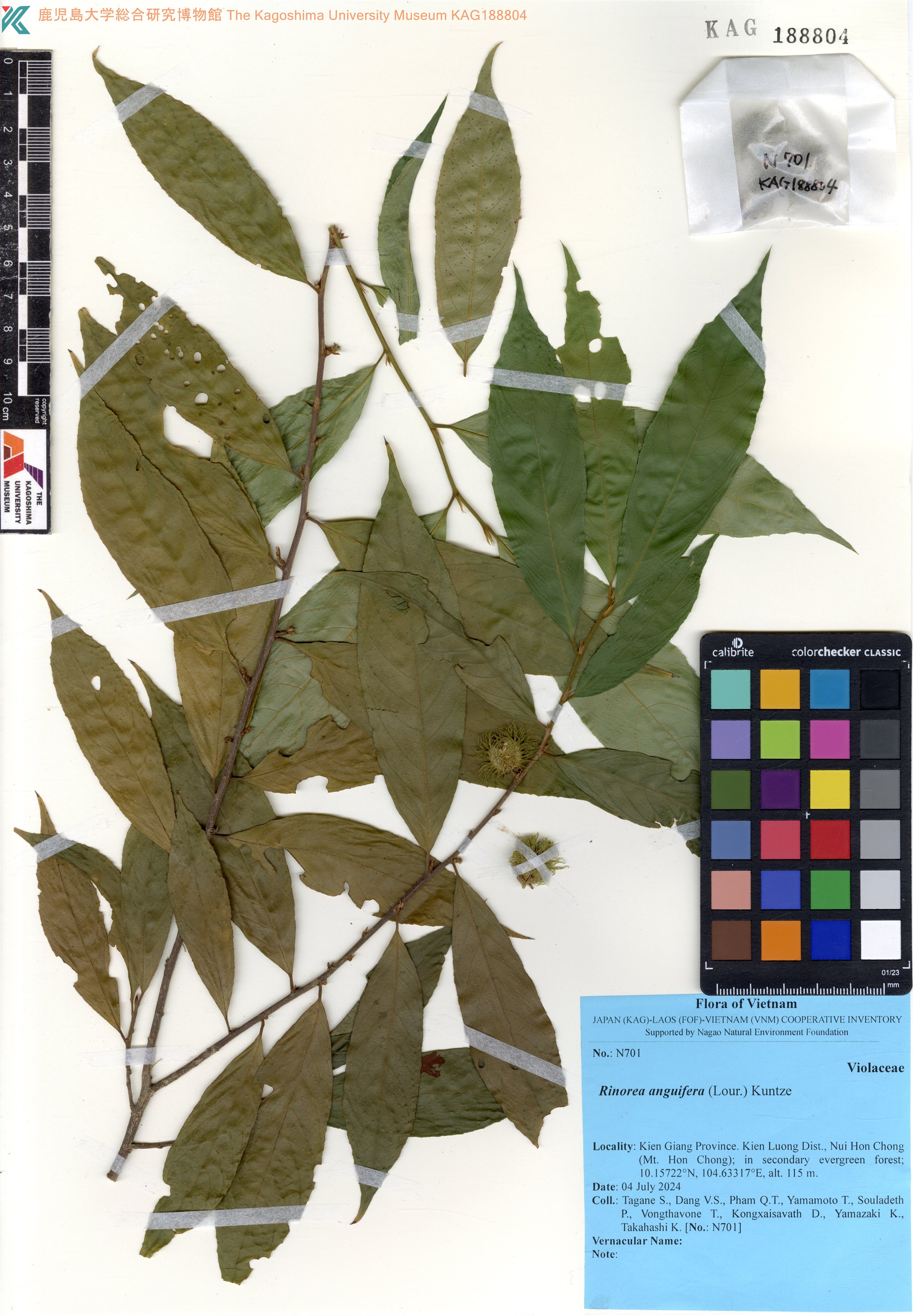 Rinorea anguifera — ảnh 2