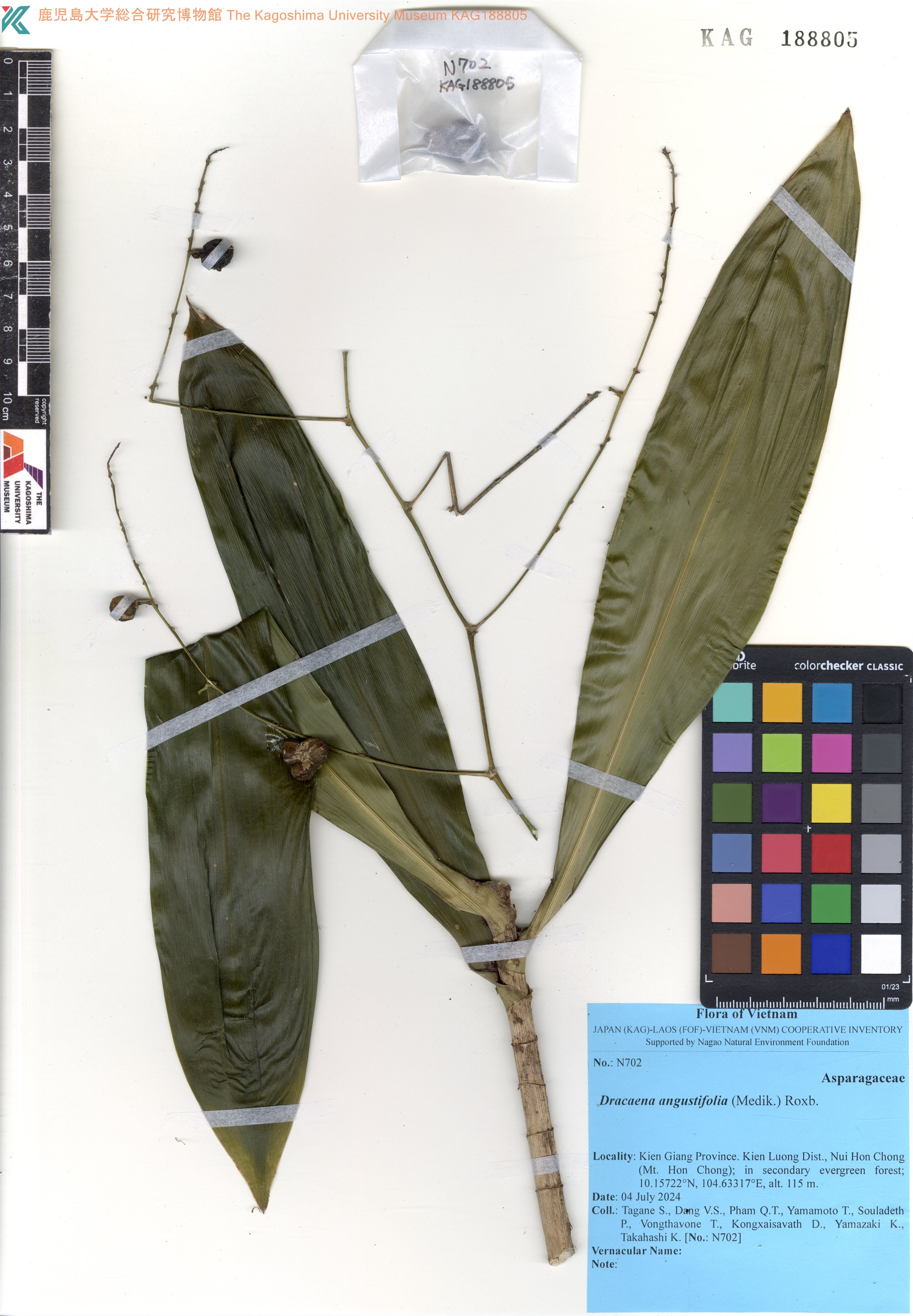 Dracaena angustifolia — ảnh 3
