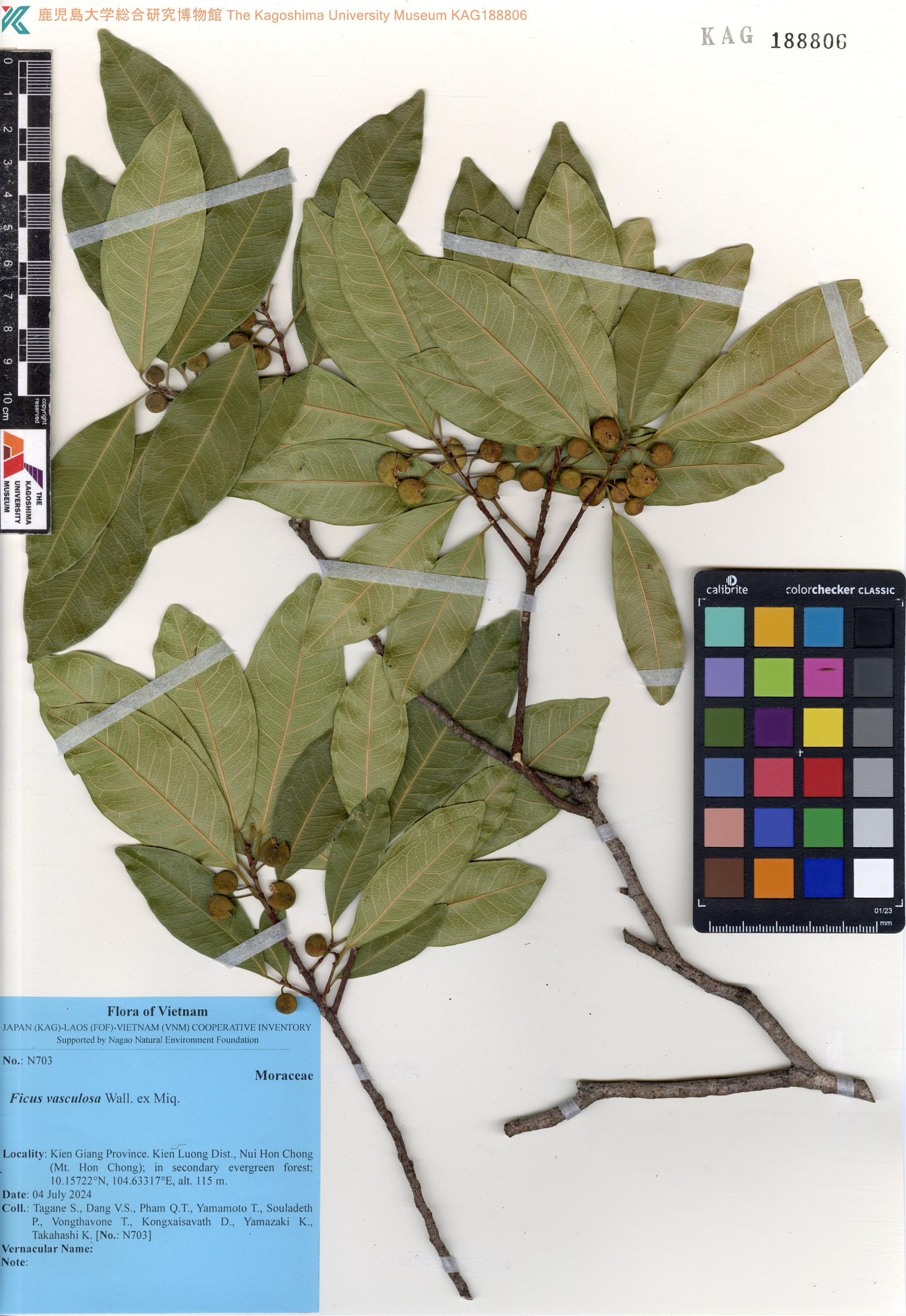 Ficus vasculosa (Ficus vasculosa)