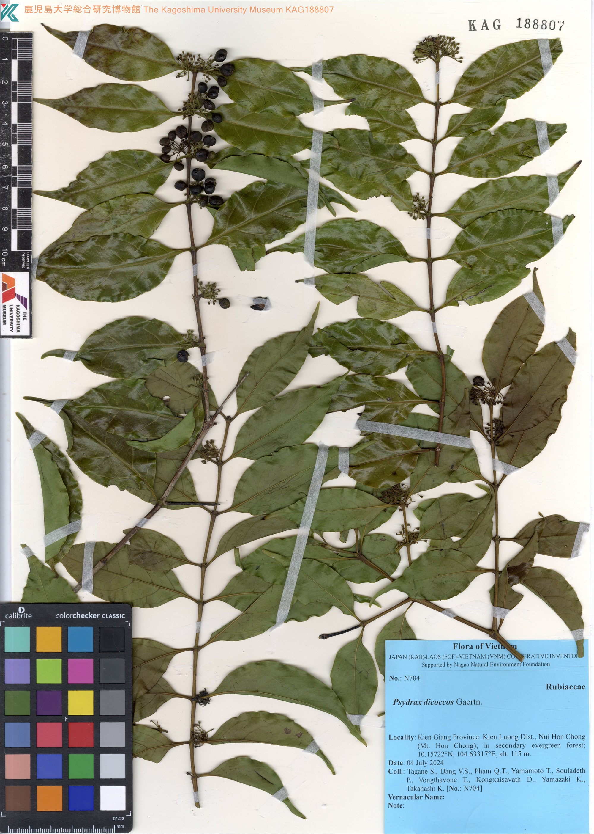 Psydrax dicoccos (Psydrax dicoccos)