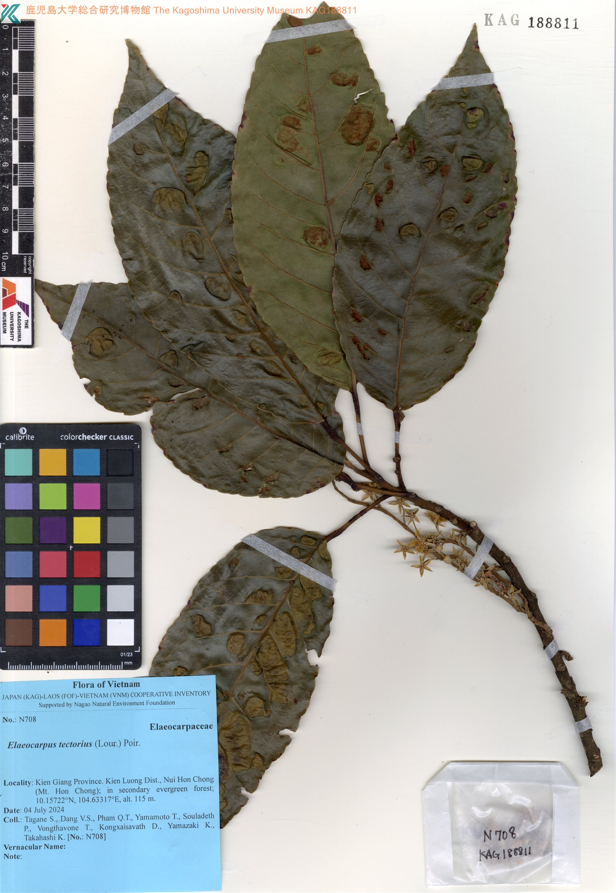 Elaeocarpus robustus (Elaeocarpus robustus)